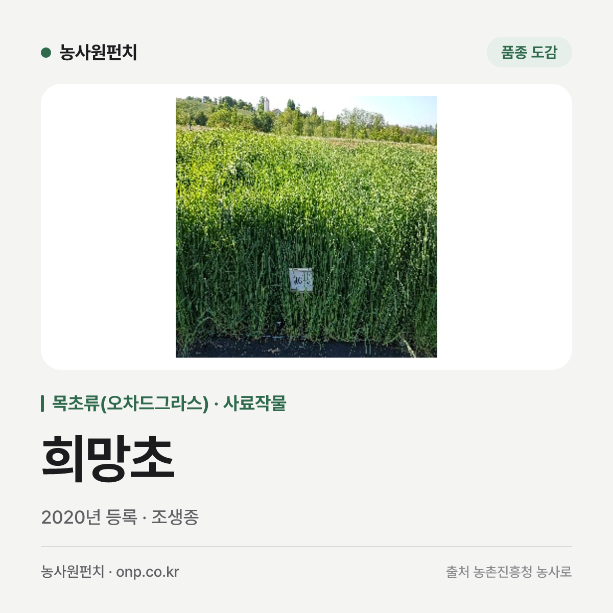 희망초