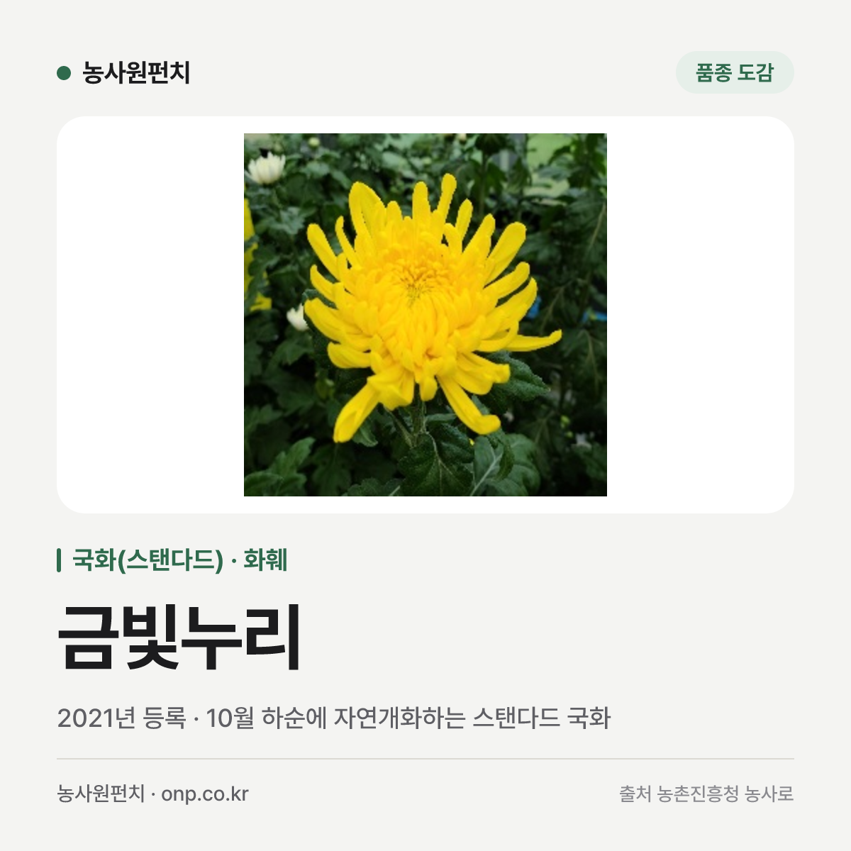 금빛누리