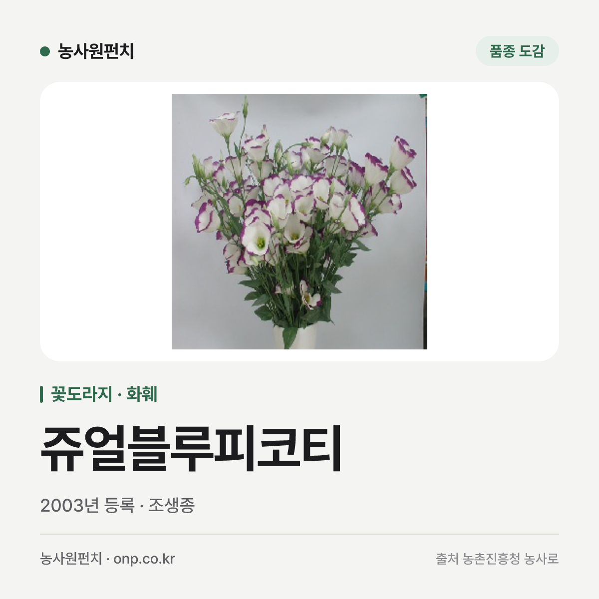 쥬얼블루피코티
