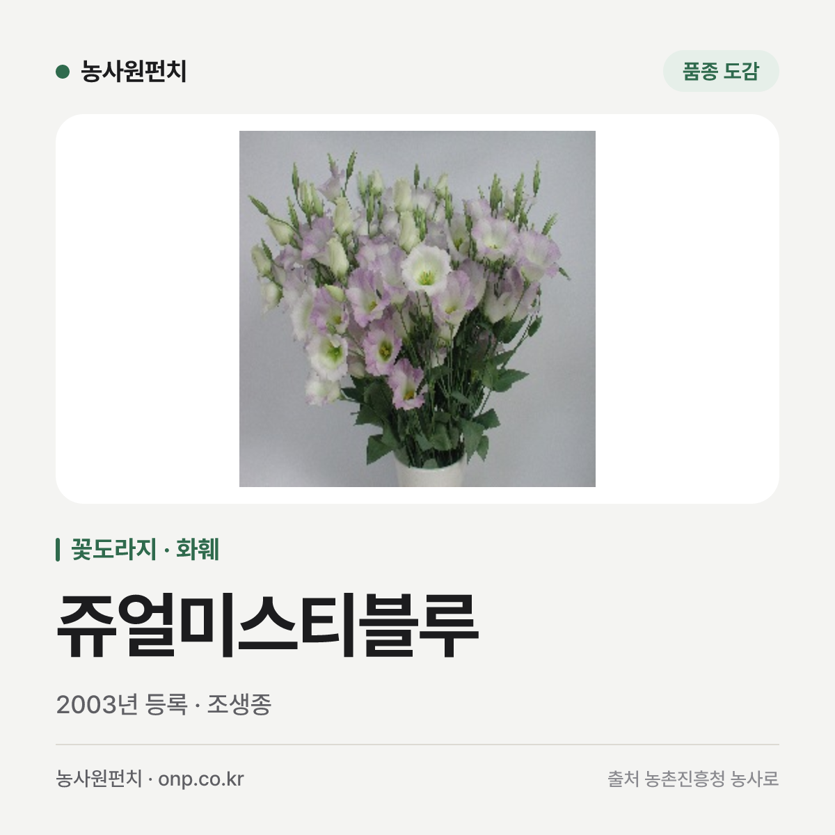 쥬얼미스티블루