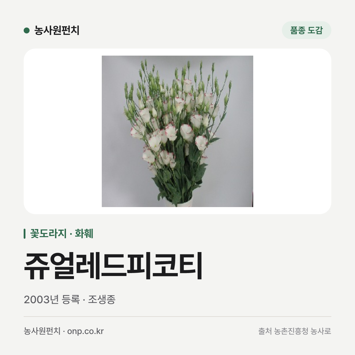 쥬얼레드피코티