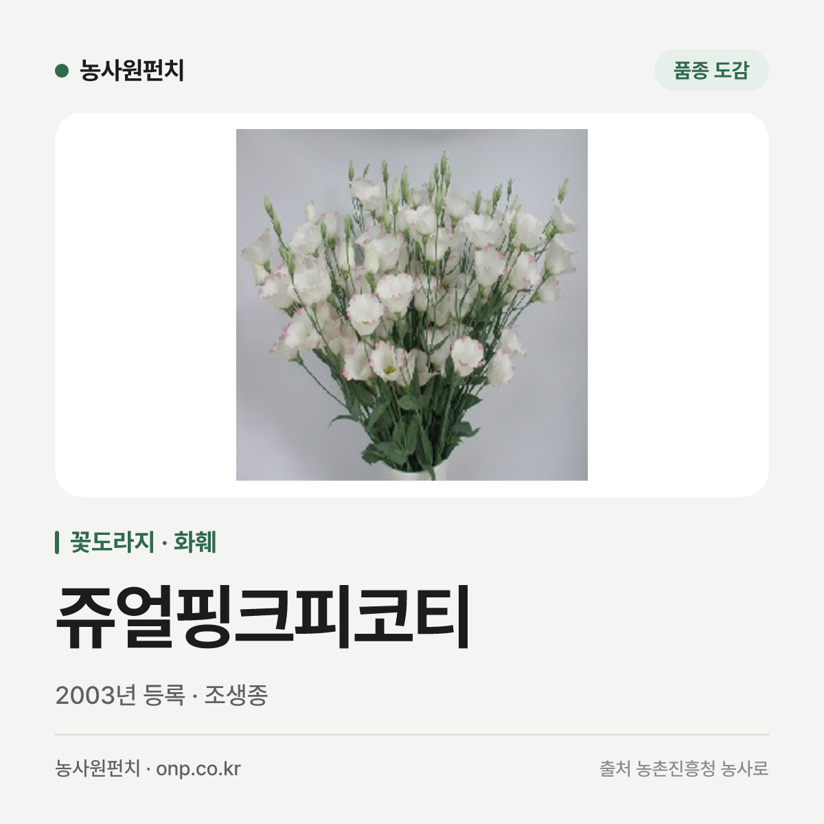 쥬얼핑크피코티