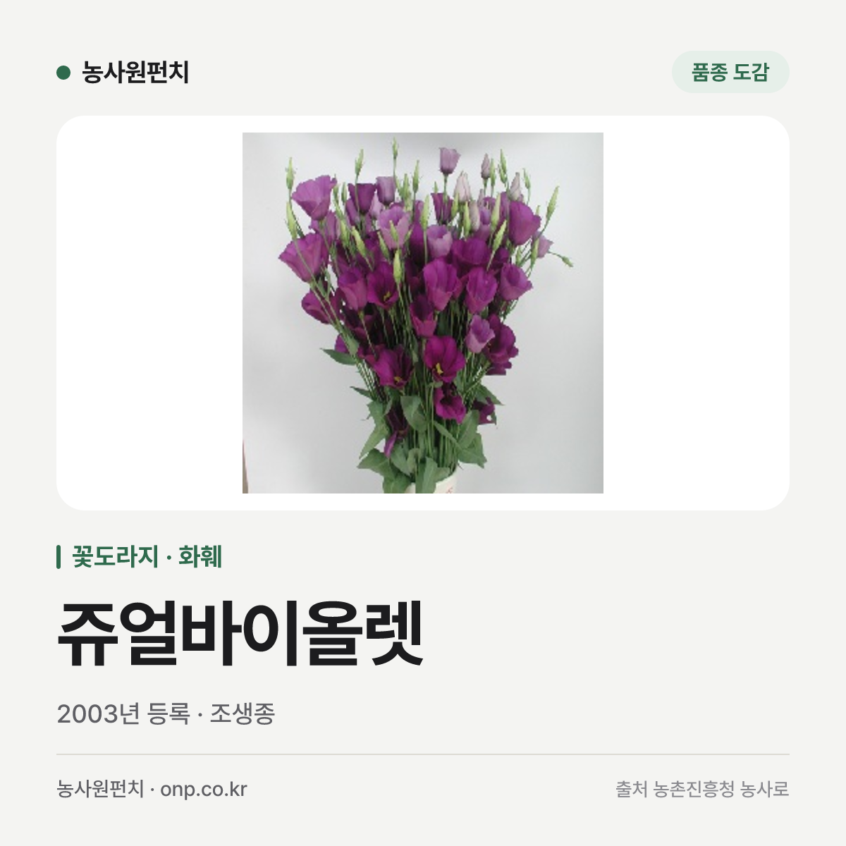 쥬얼바이올렛