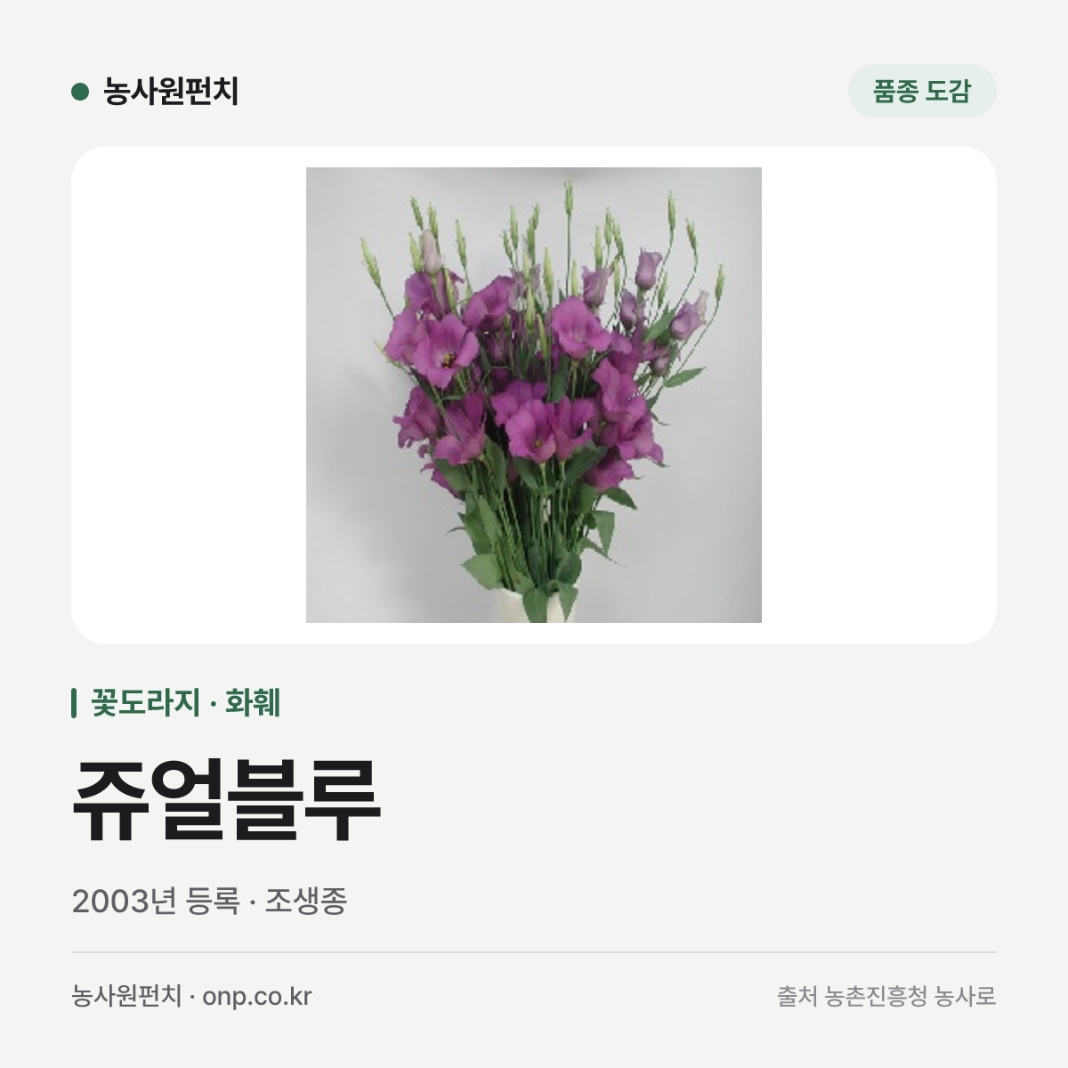 쥬얼블루