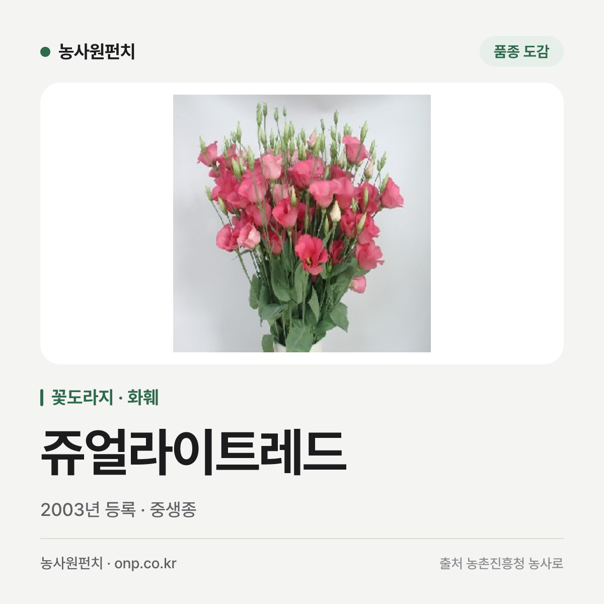 쥬얼라이트레드