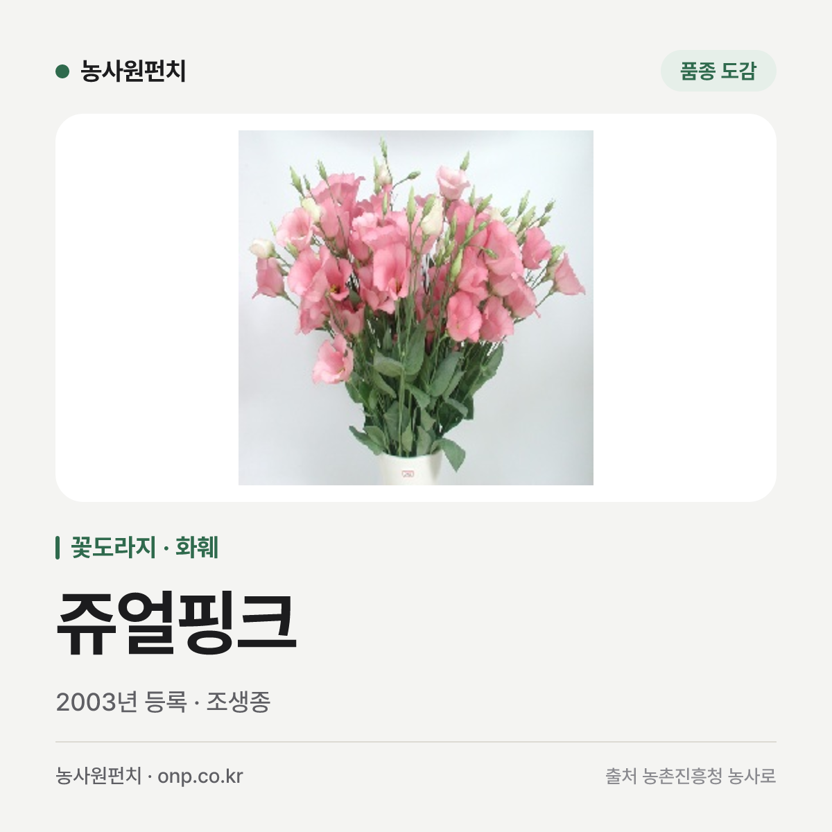 쥬얼핑크