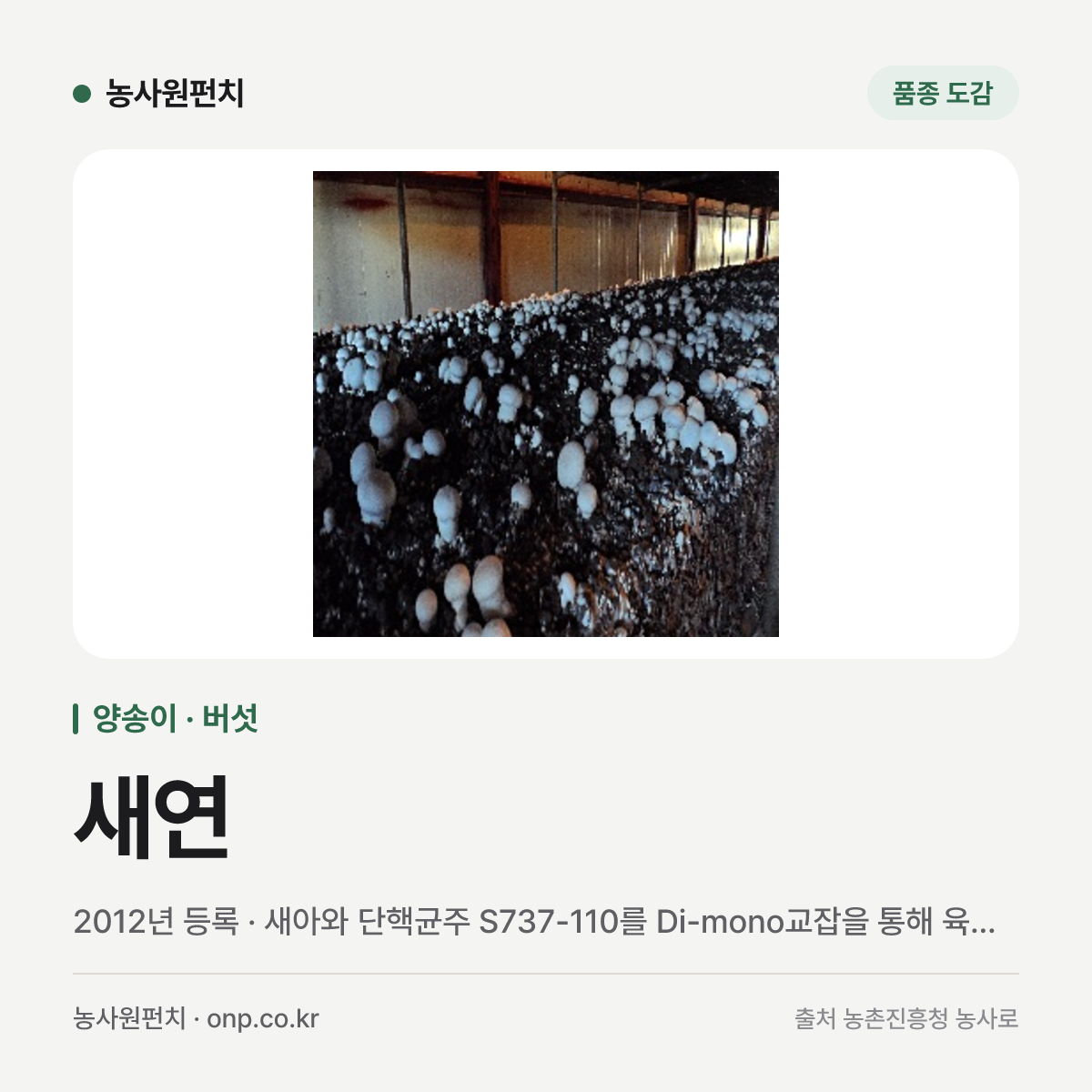 새연