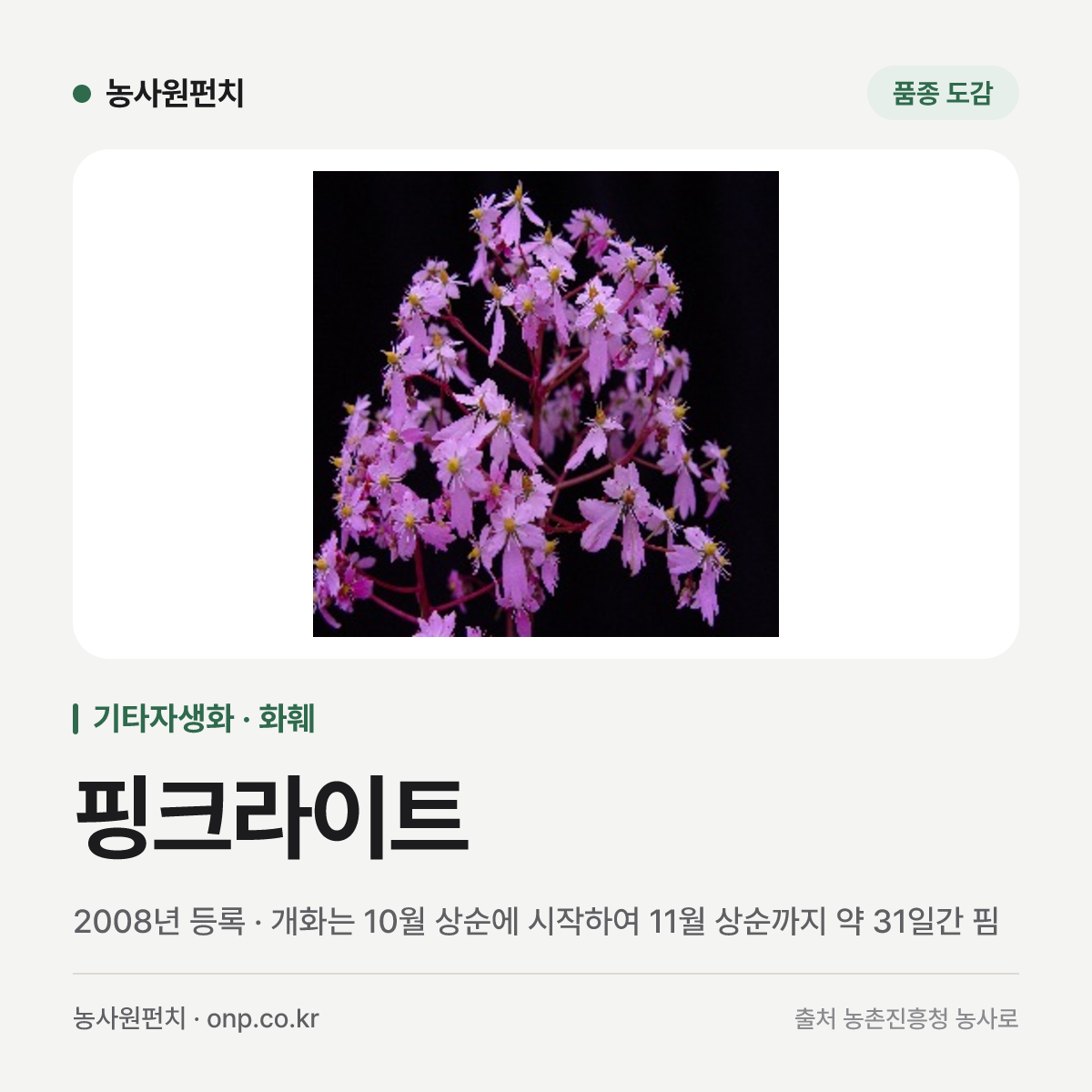 핑크라이트