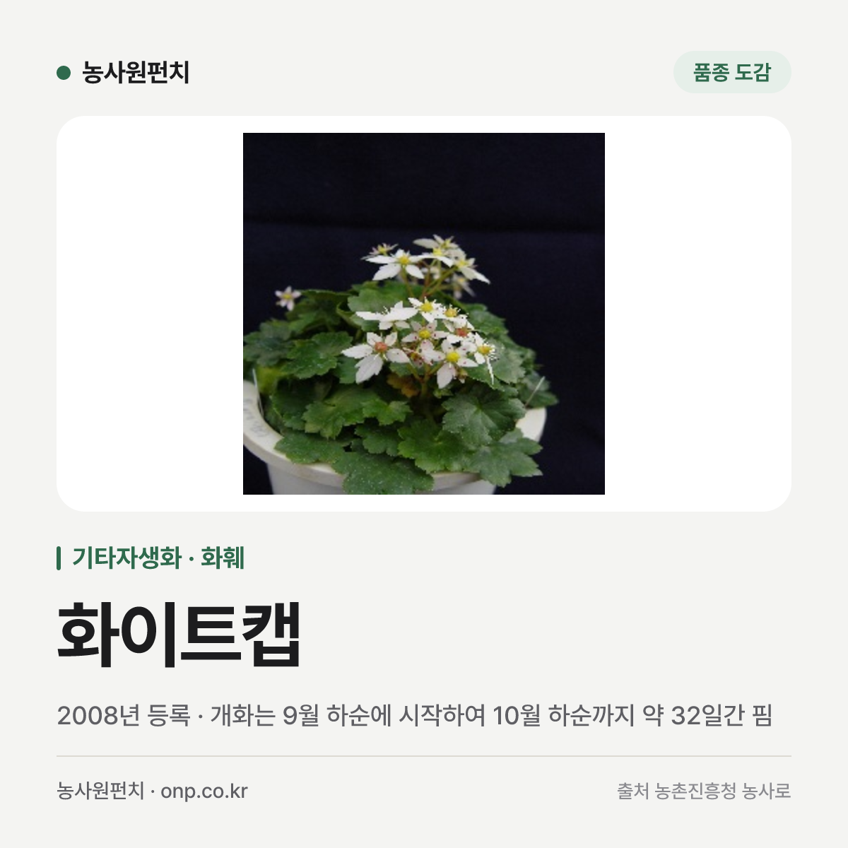 화이트캡