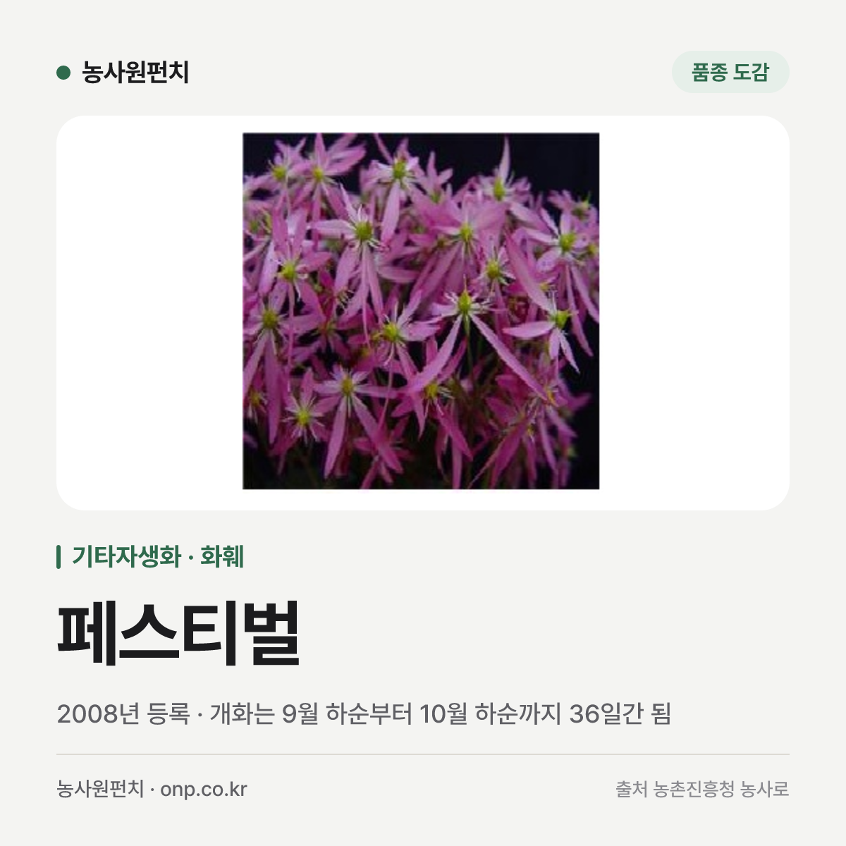 페스티벌