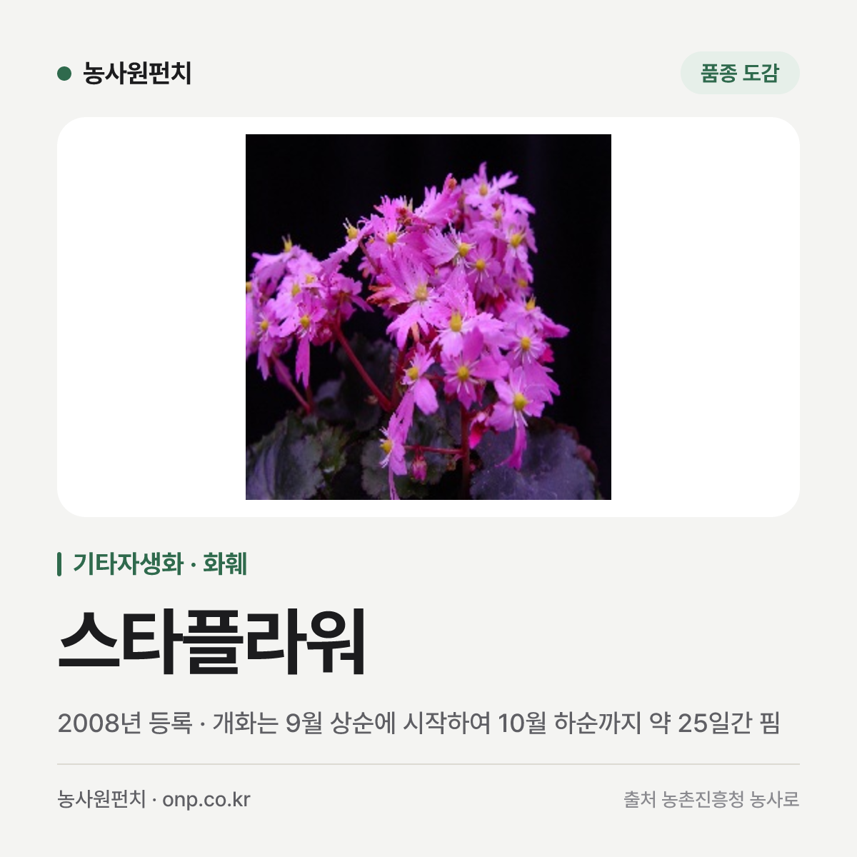 스타플라워