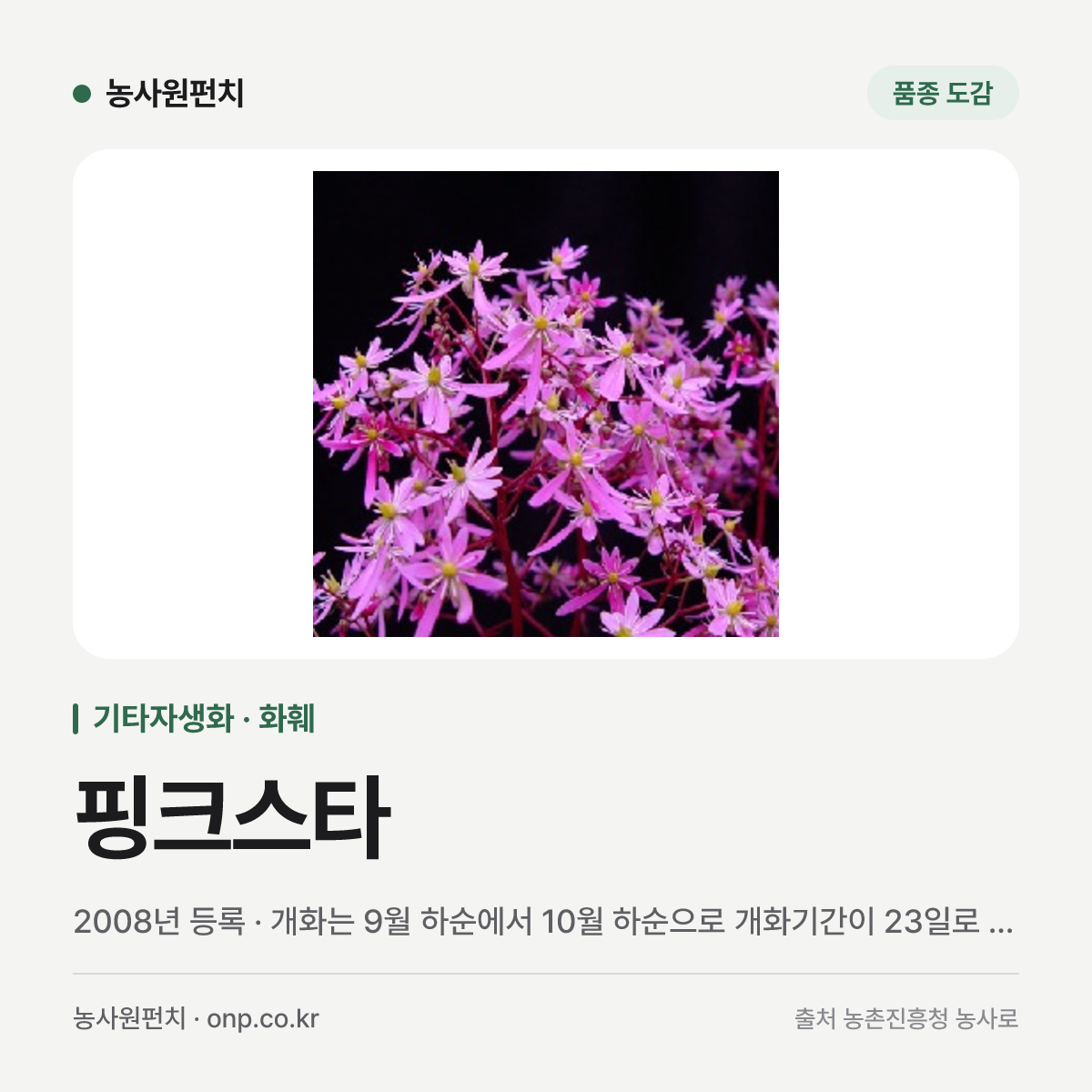 핑크스타