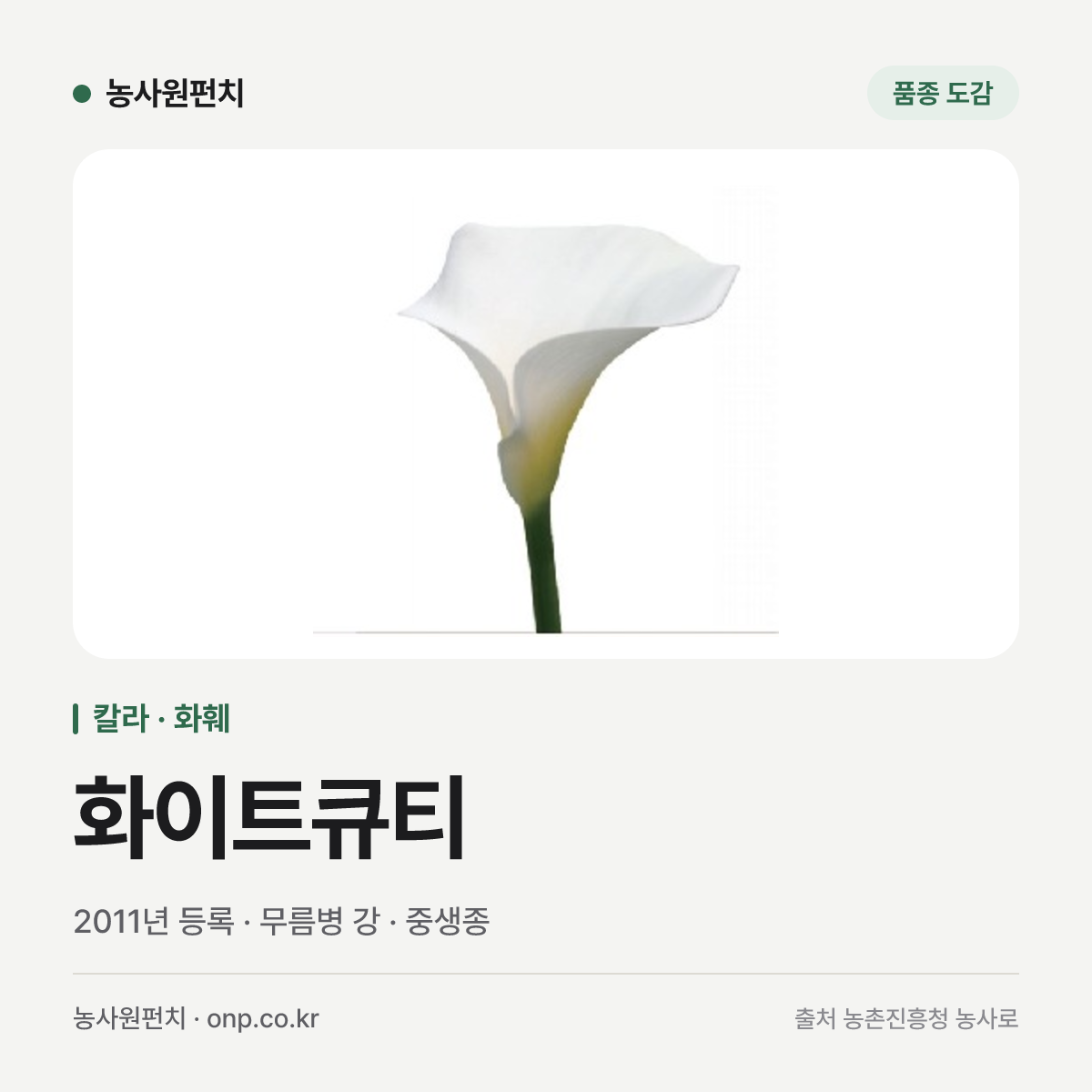 화이트큐티