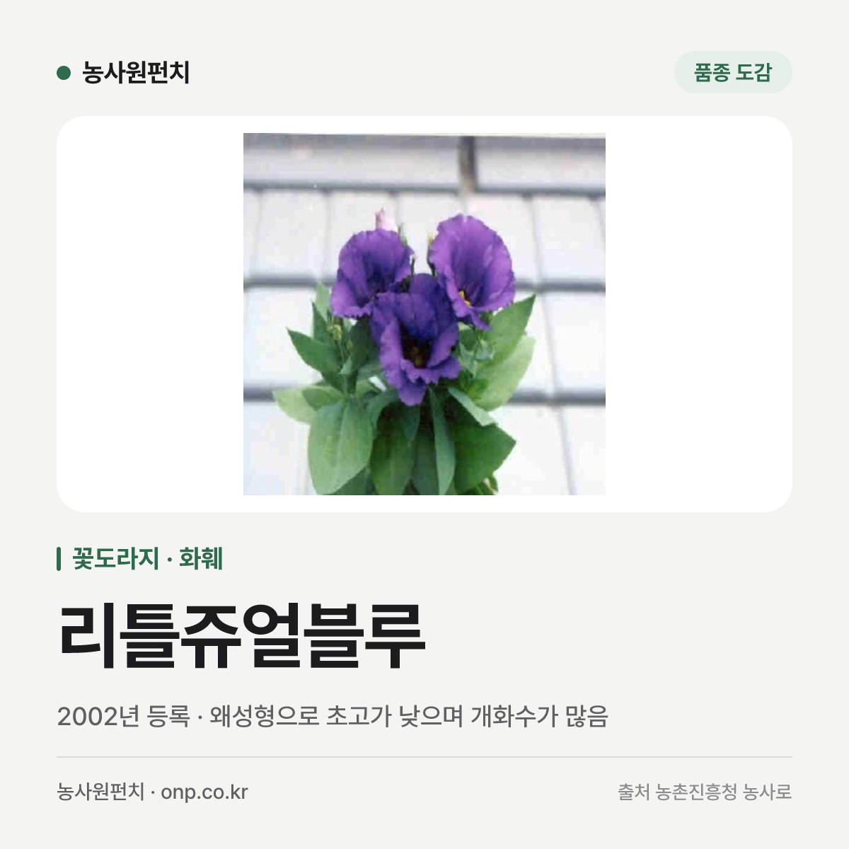 리틀쥬얼블루