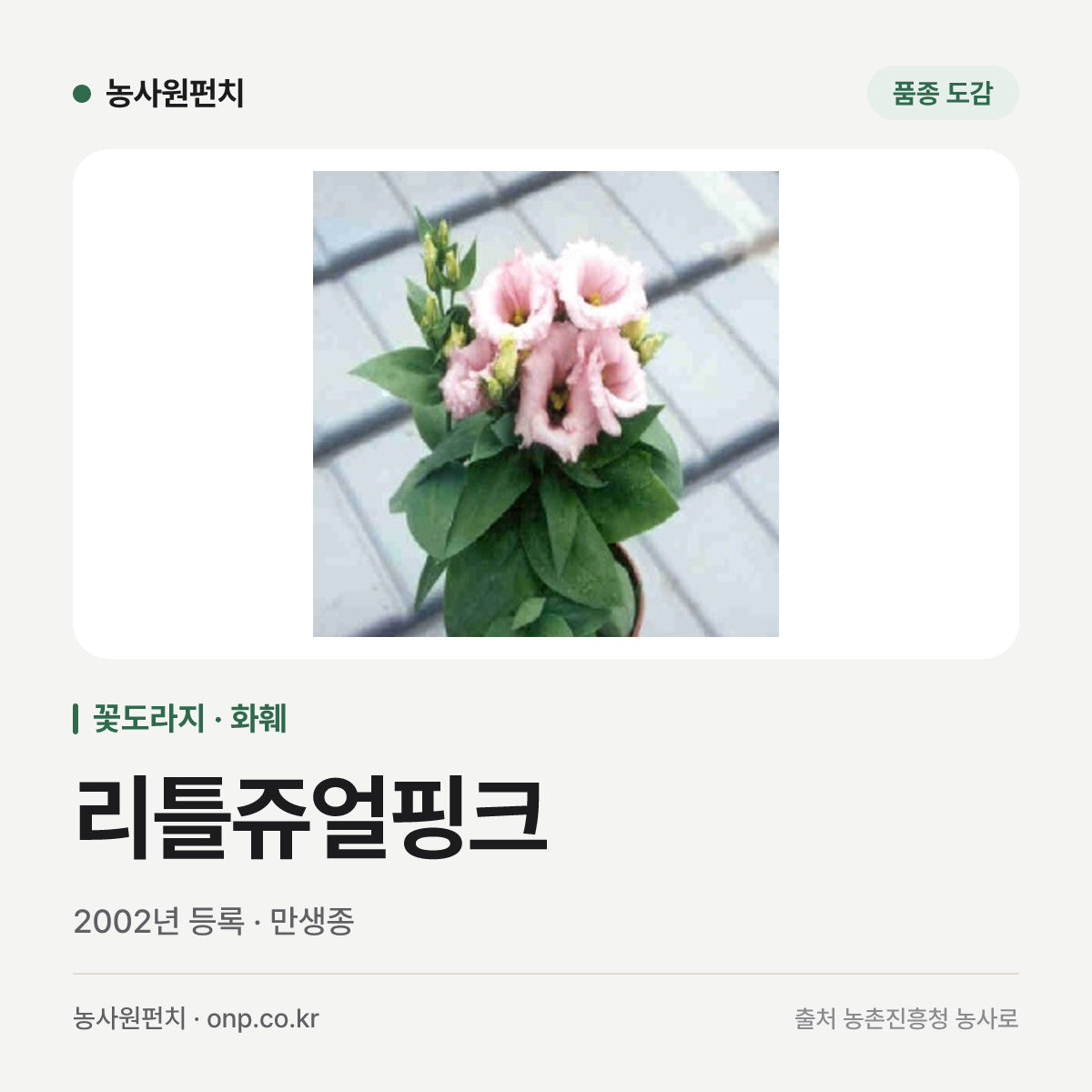리틀쥬얼핑크