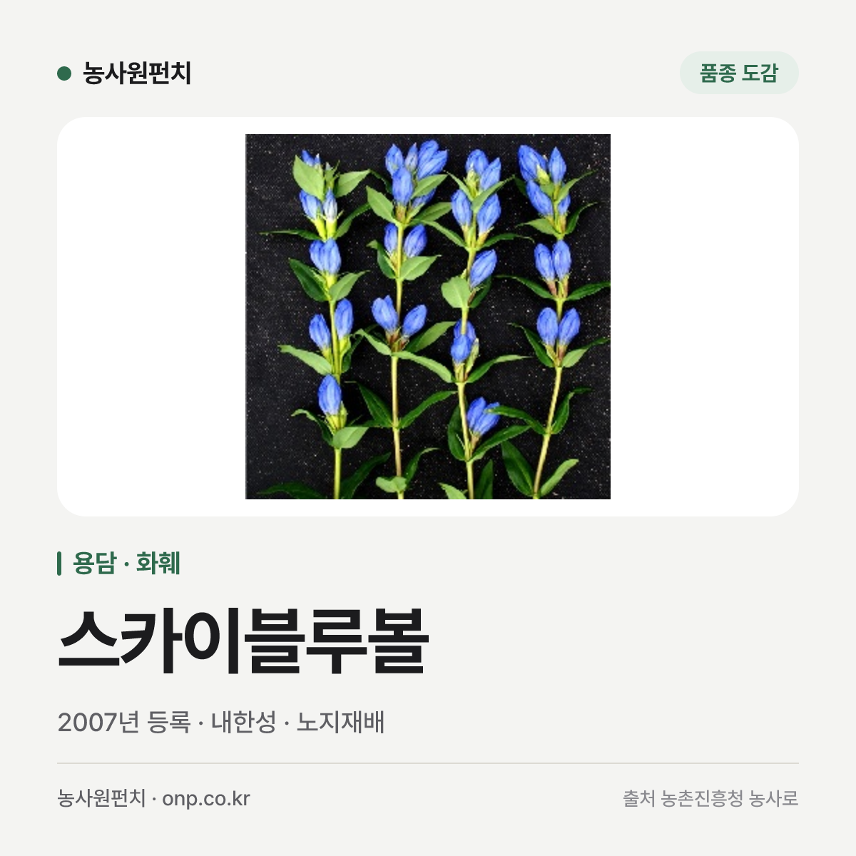 스카이블루볼