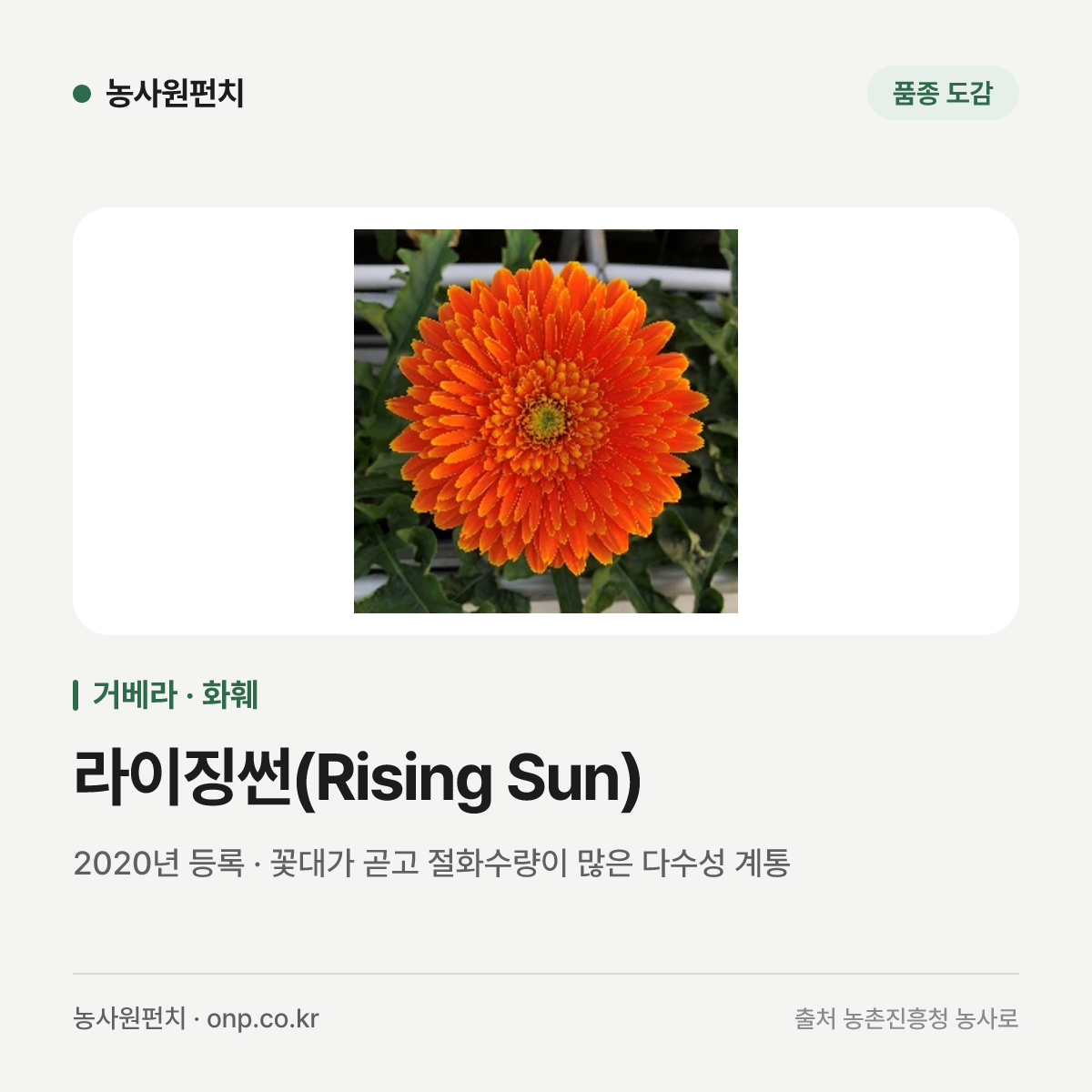 라이징썬(Rising Sun)