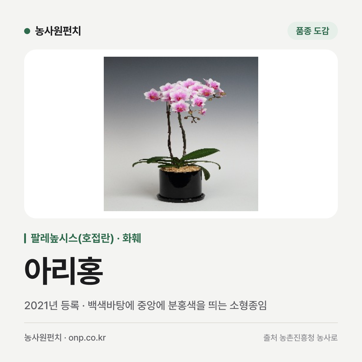 아리홍