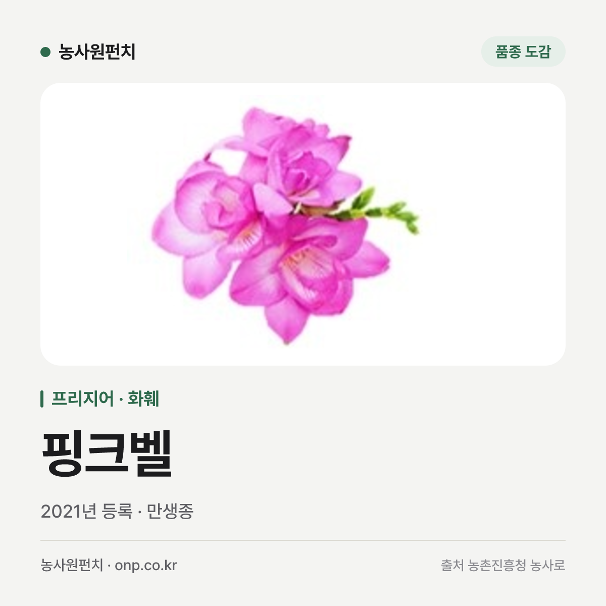 핑크벨