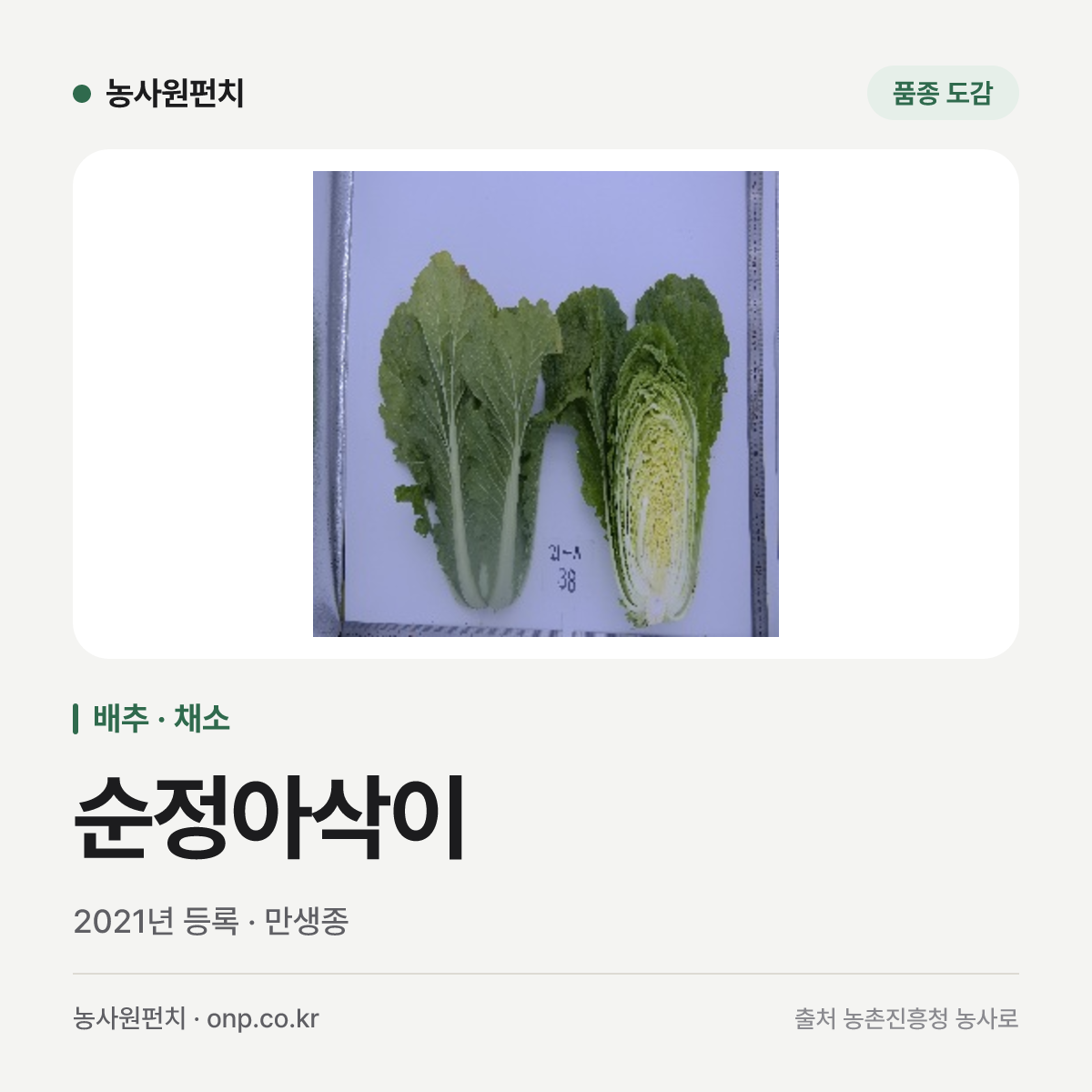 순정아삭이
