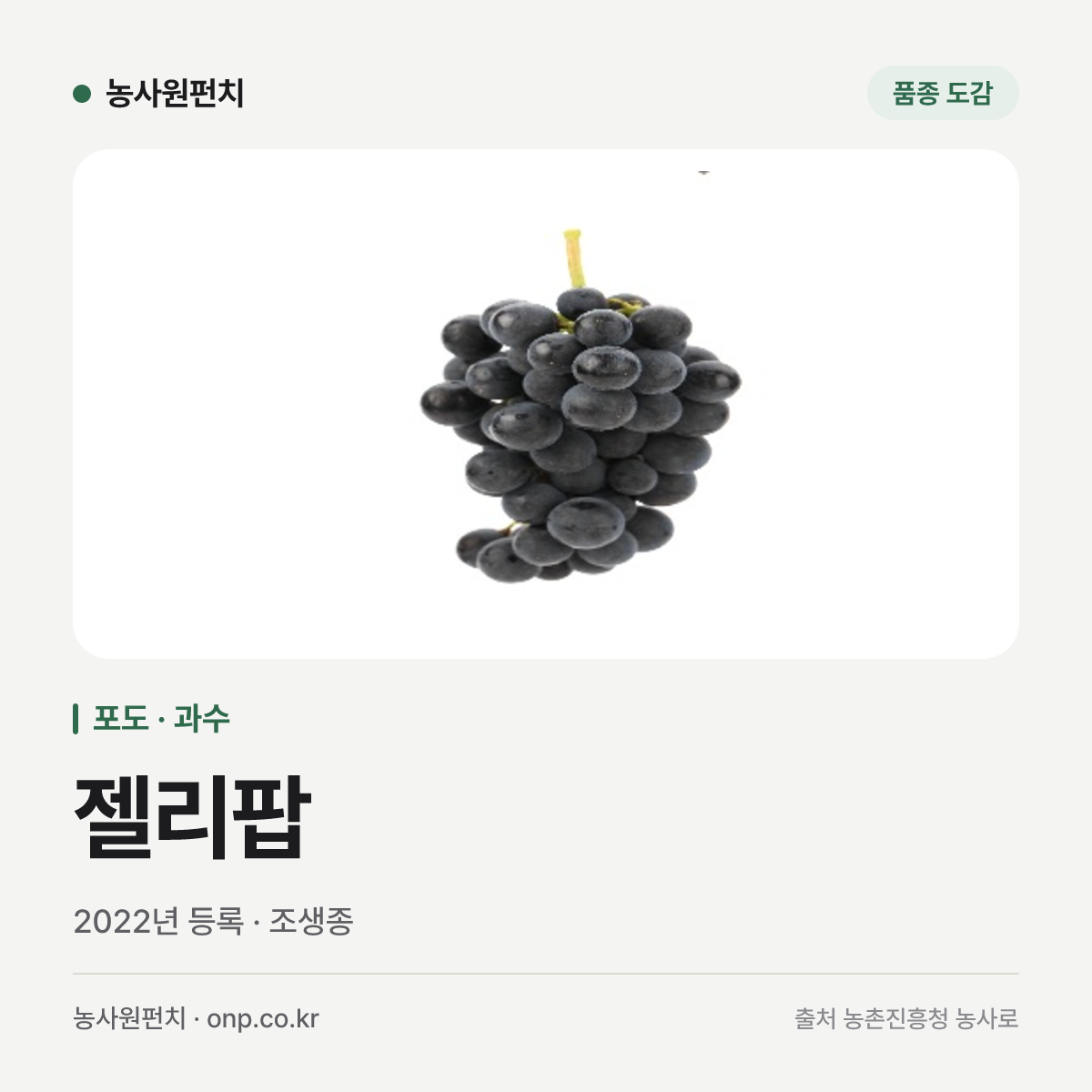 젤리팝