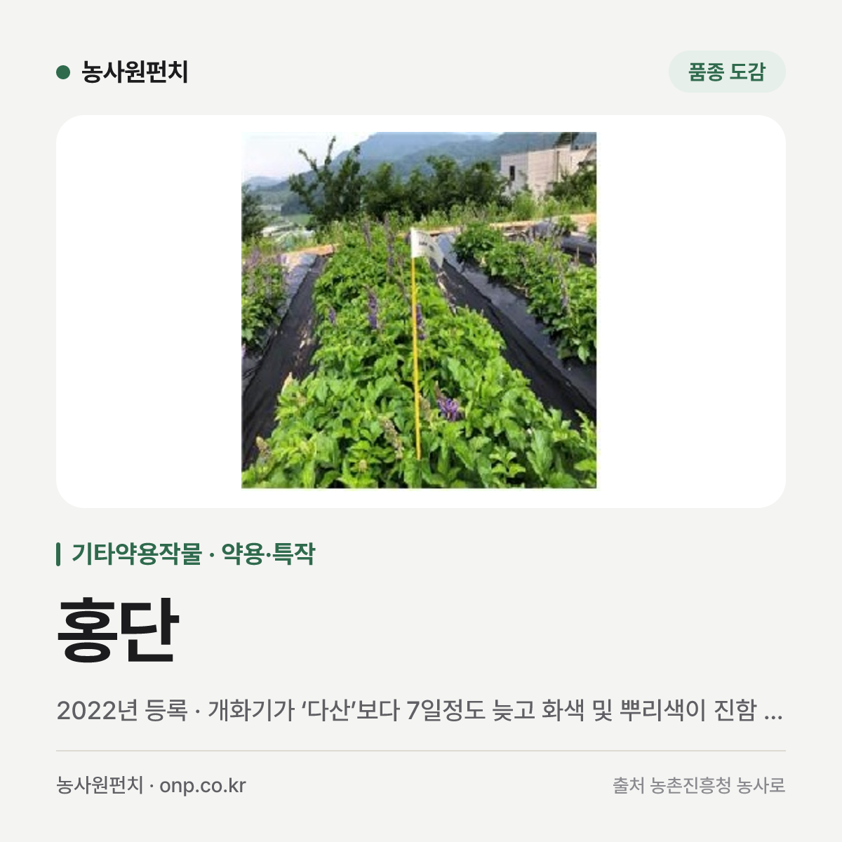 홍단