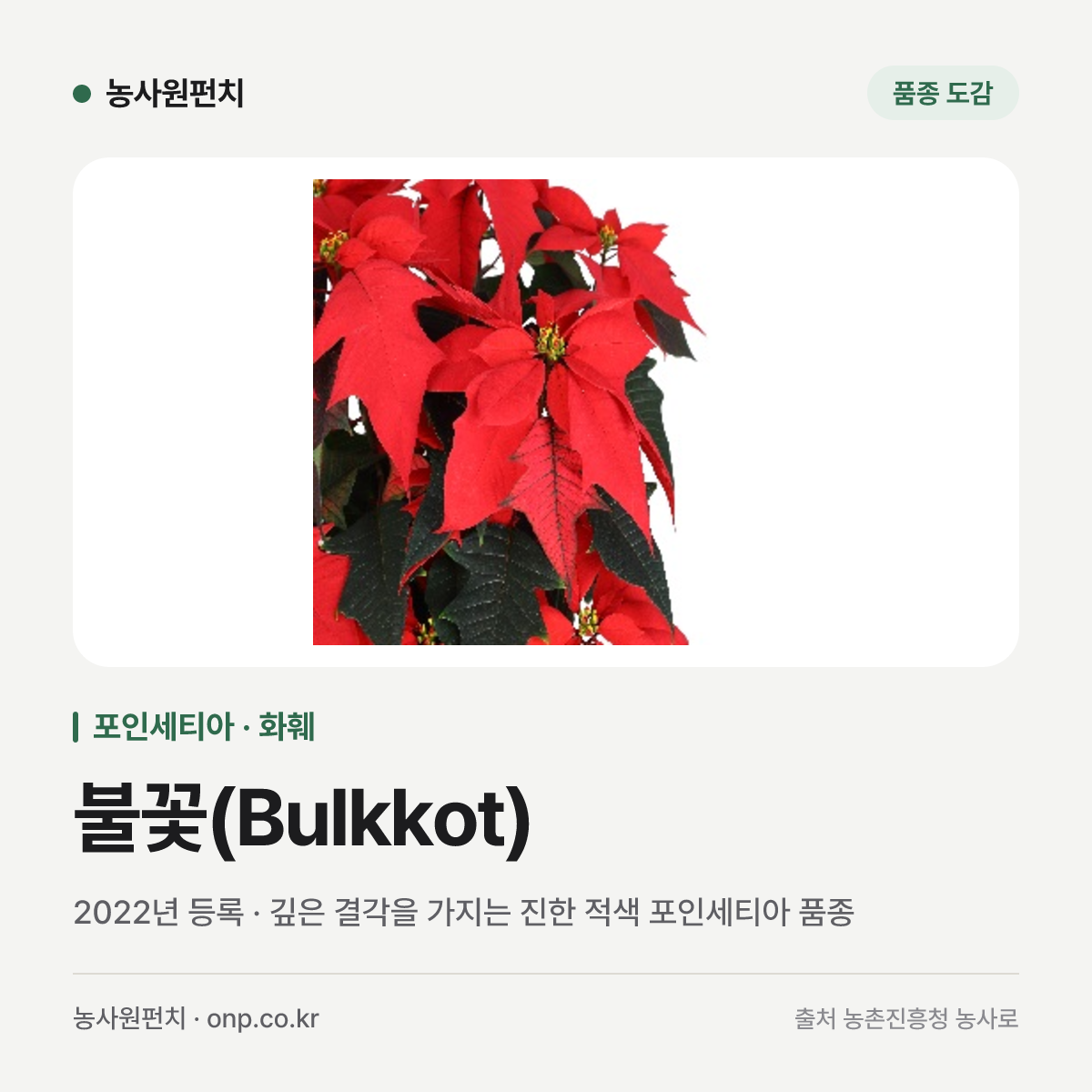 불꽃(Bulkkot)