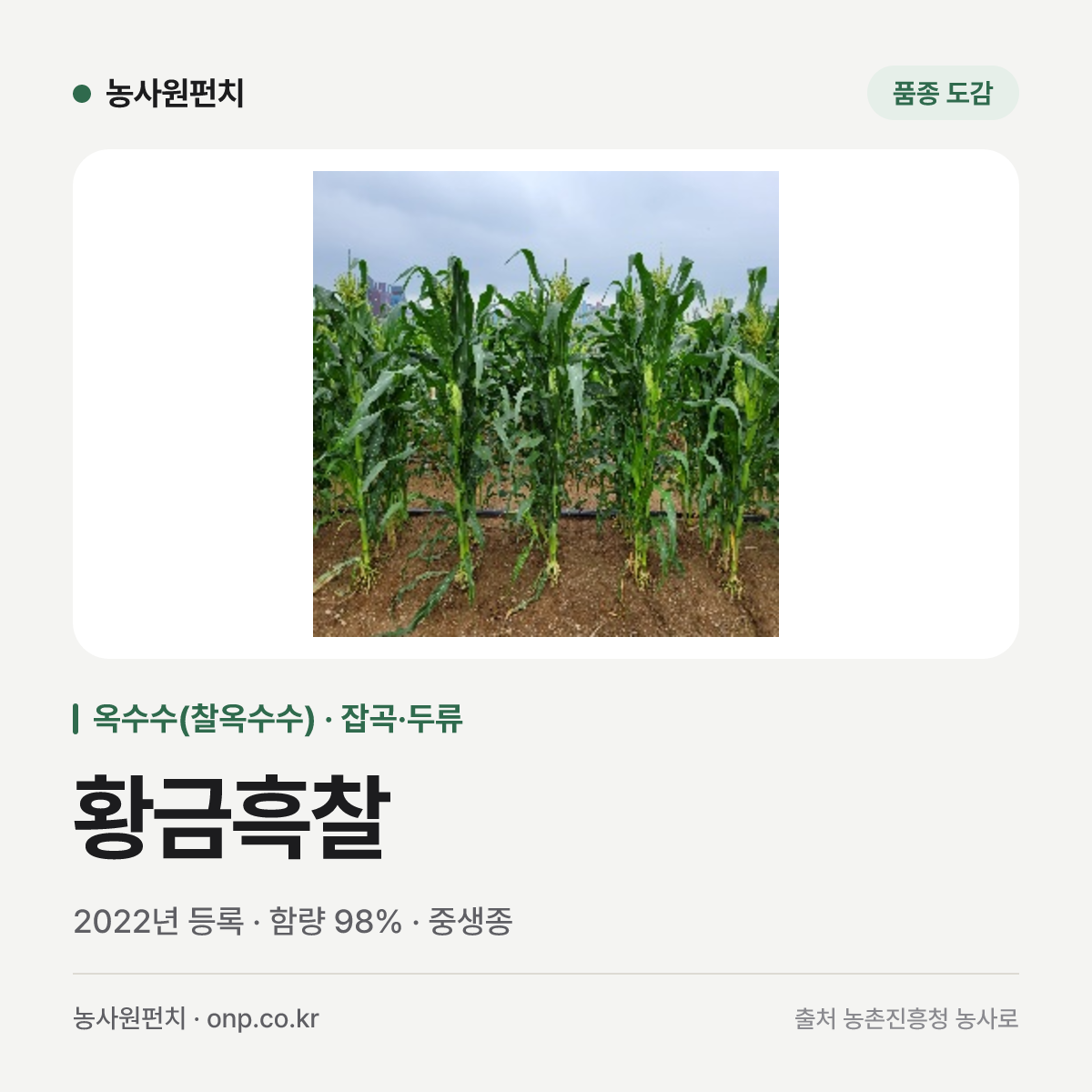 황금흑찰