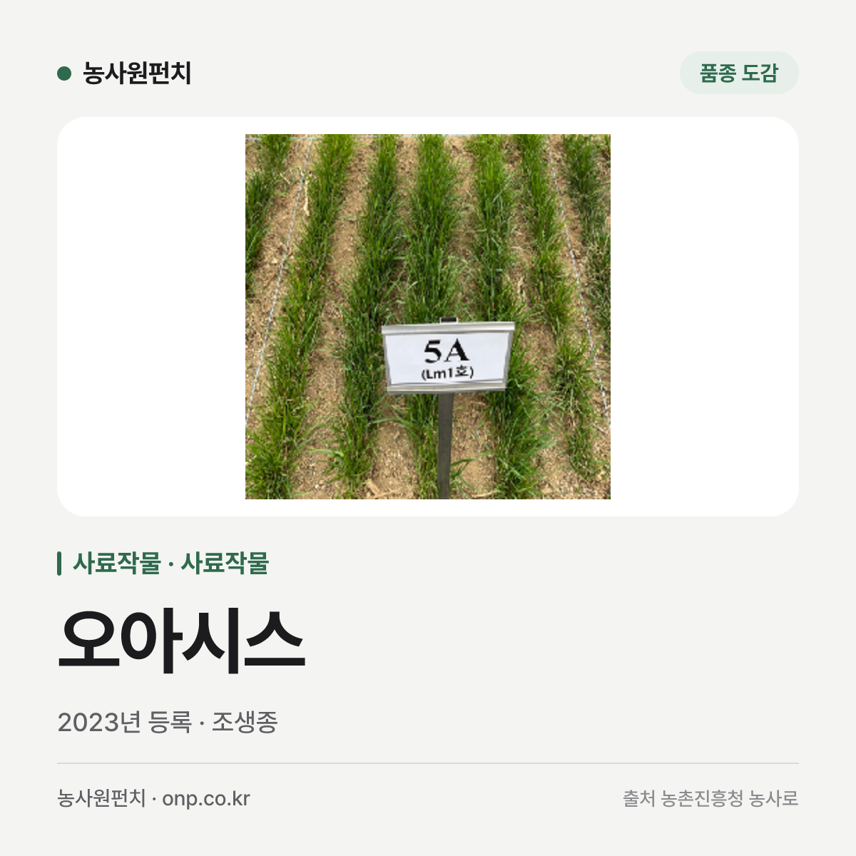 오아시스