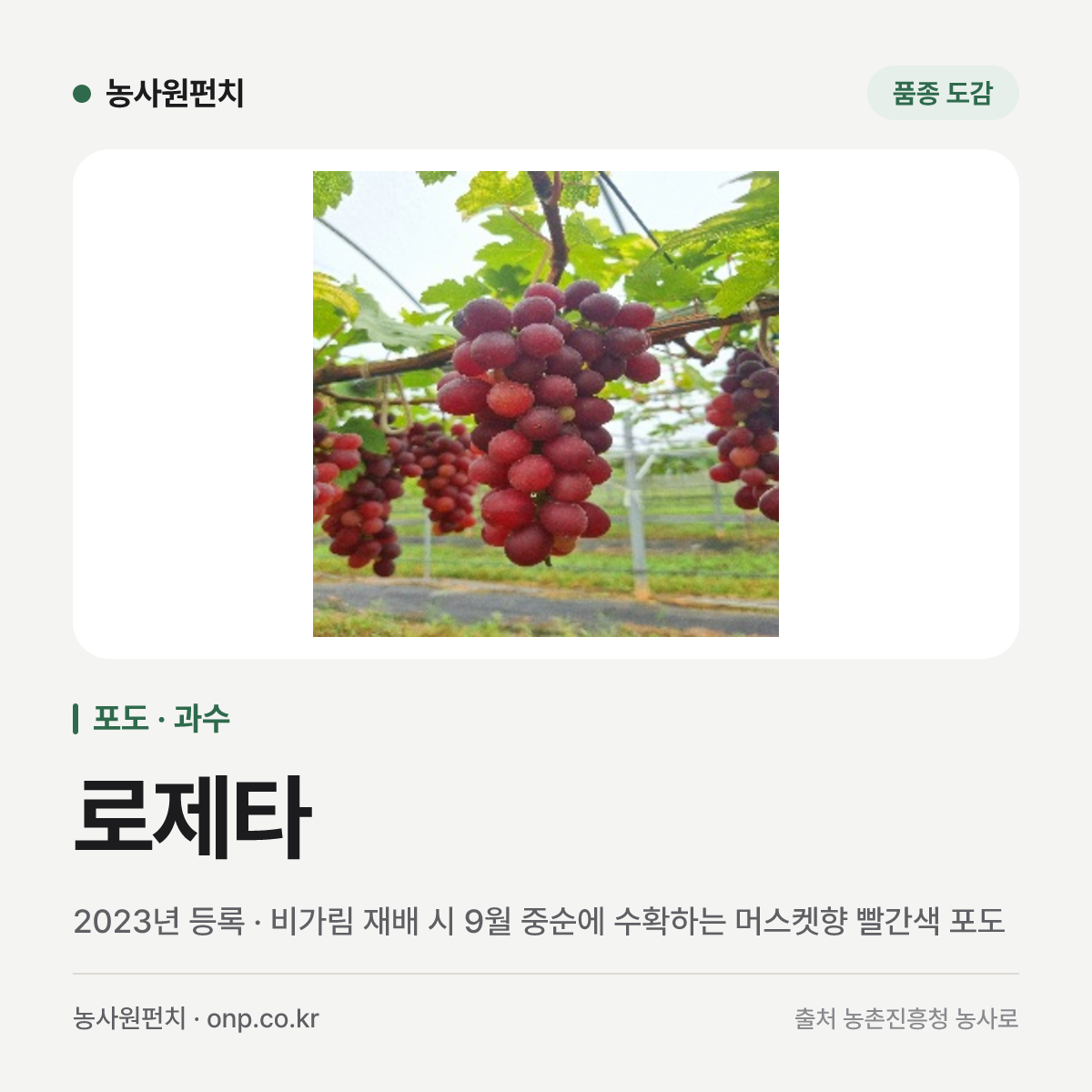 로제타
