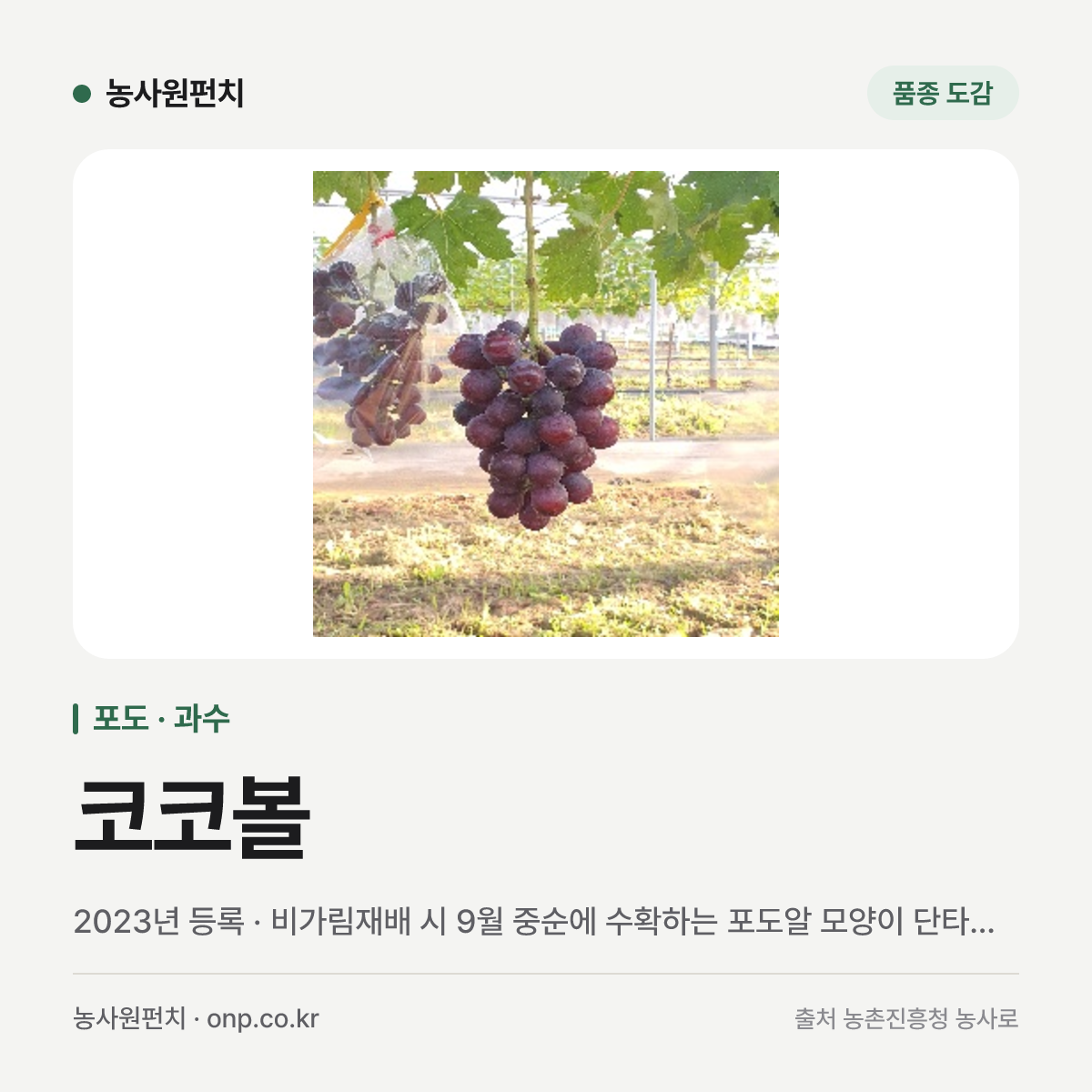 코코볼