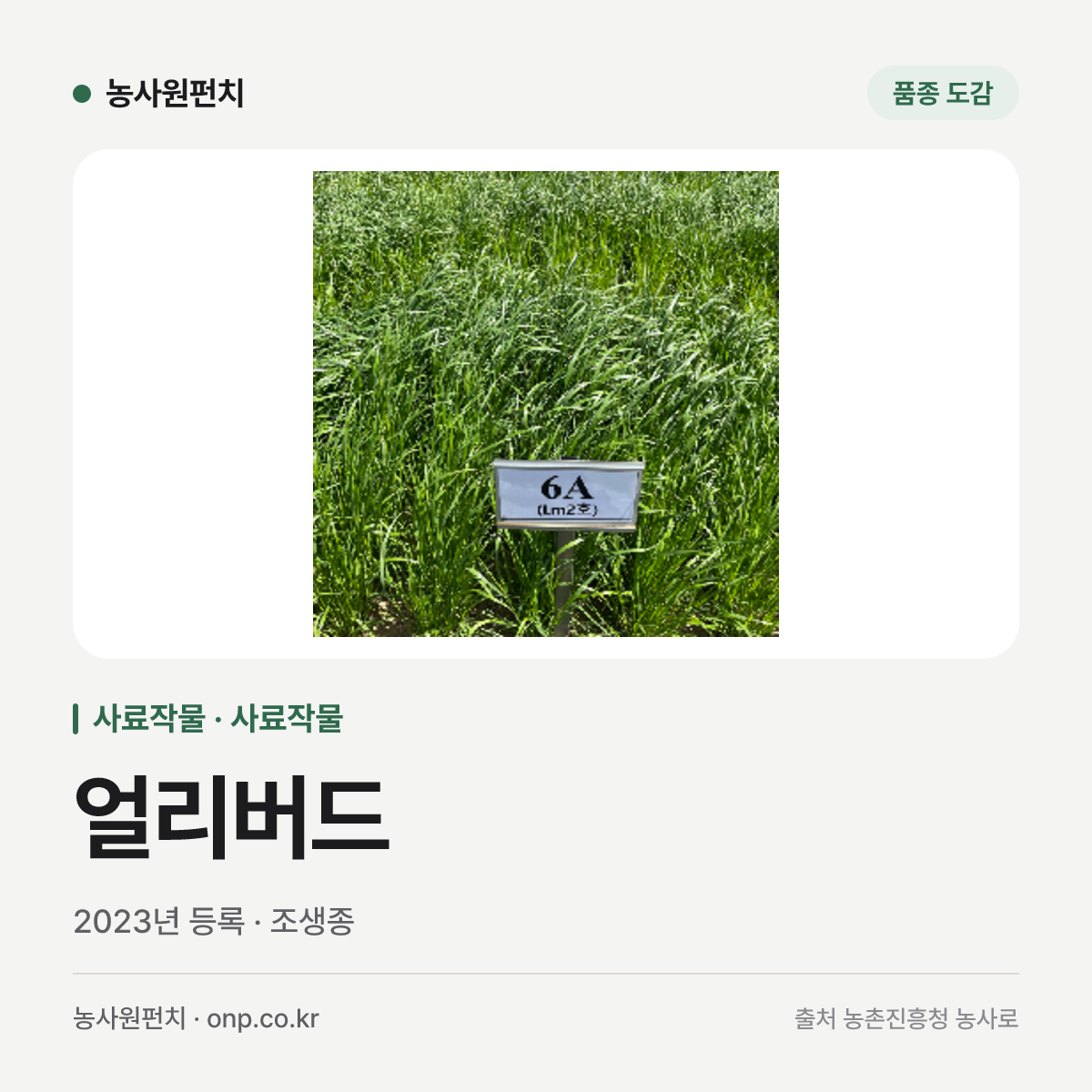 얼리버드