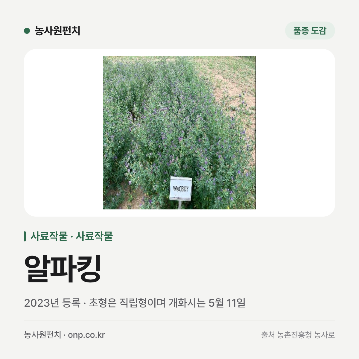 알파킹