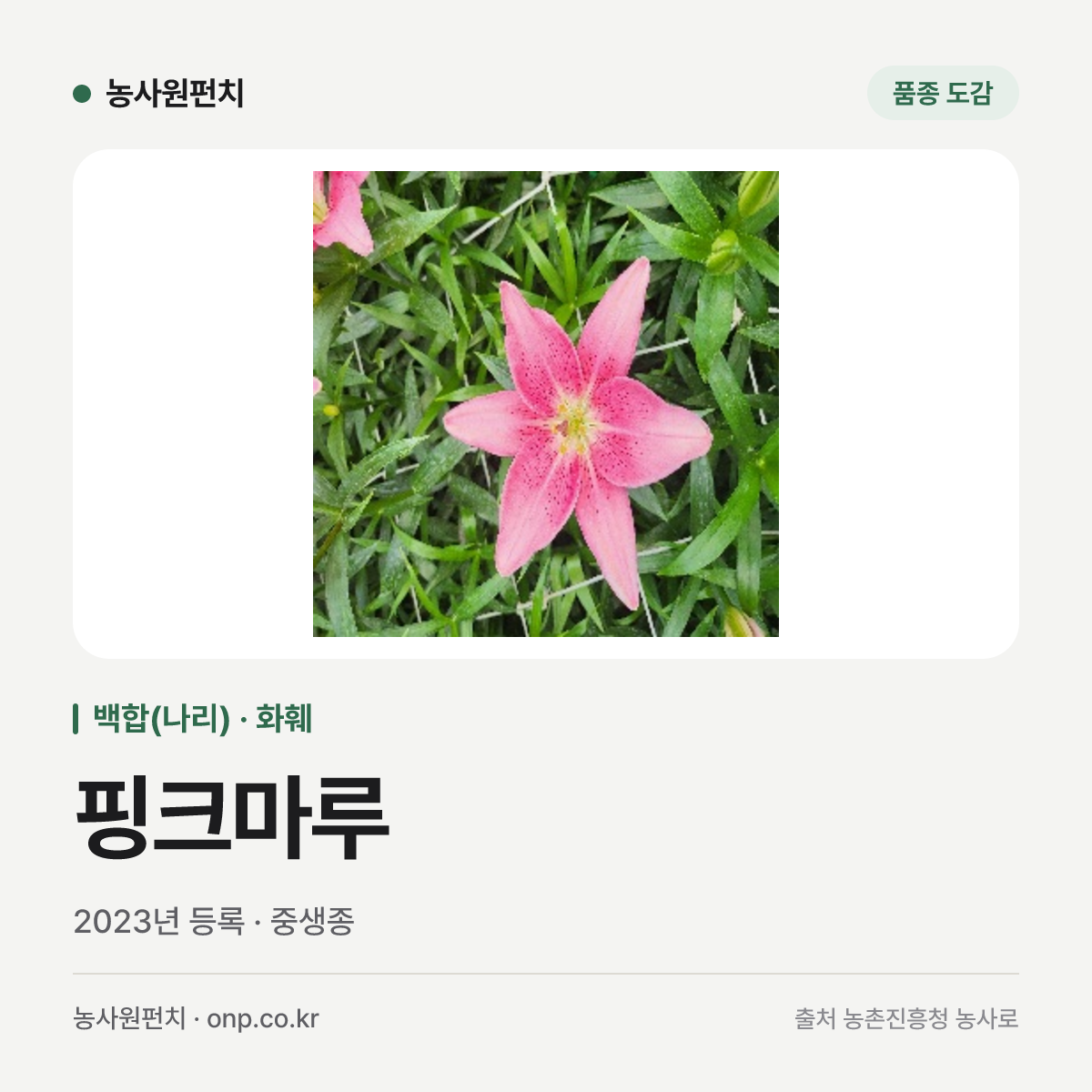 핑크마루