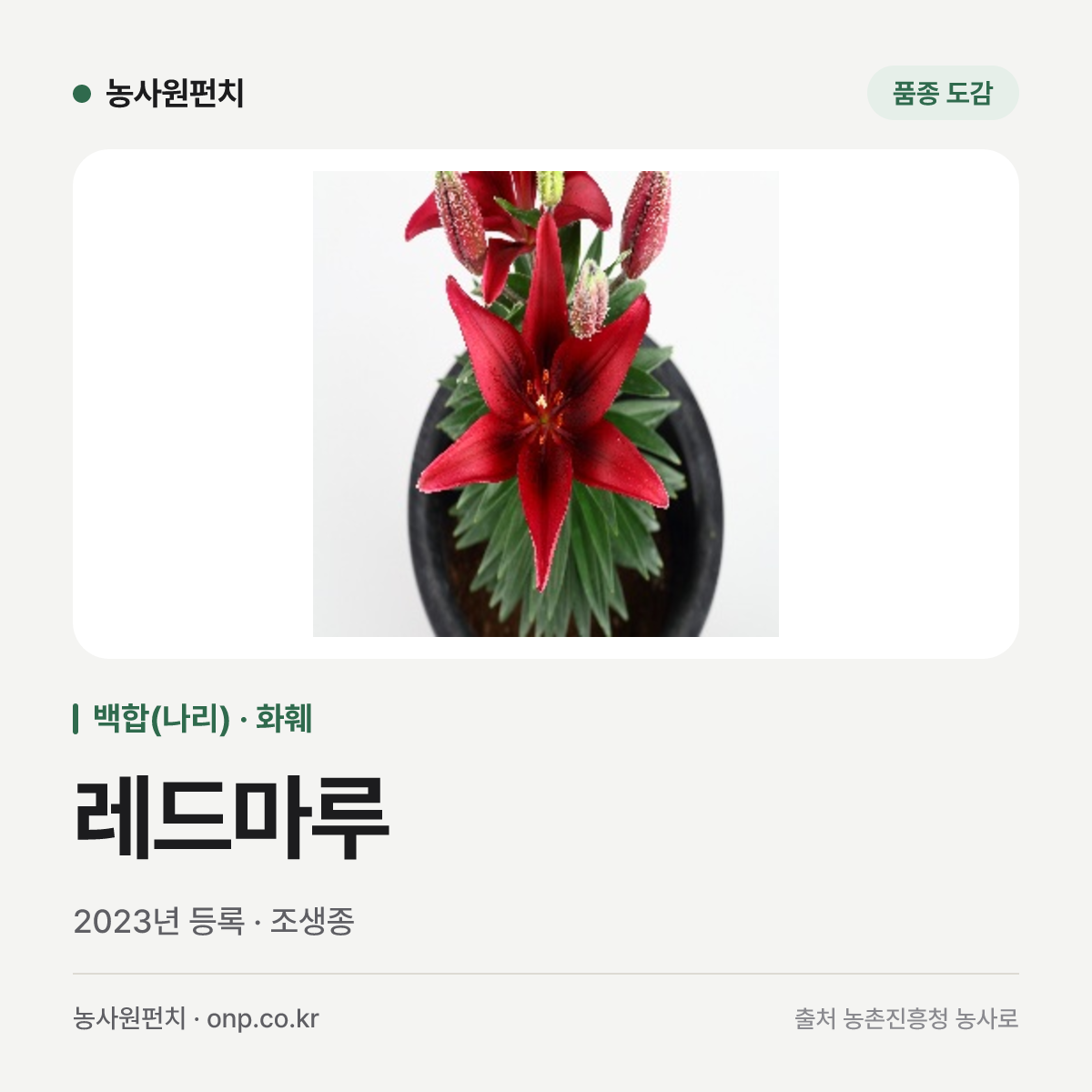 레드마루