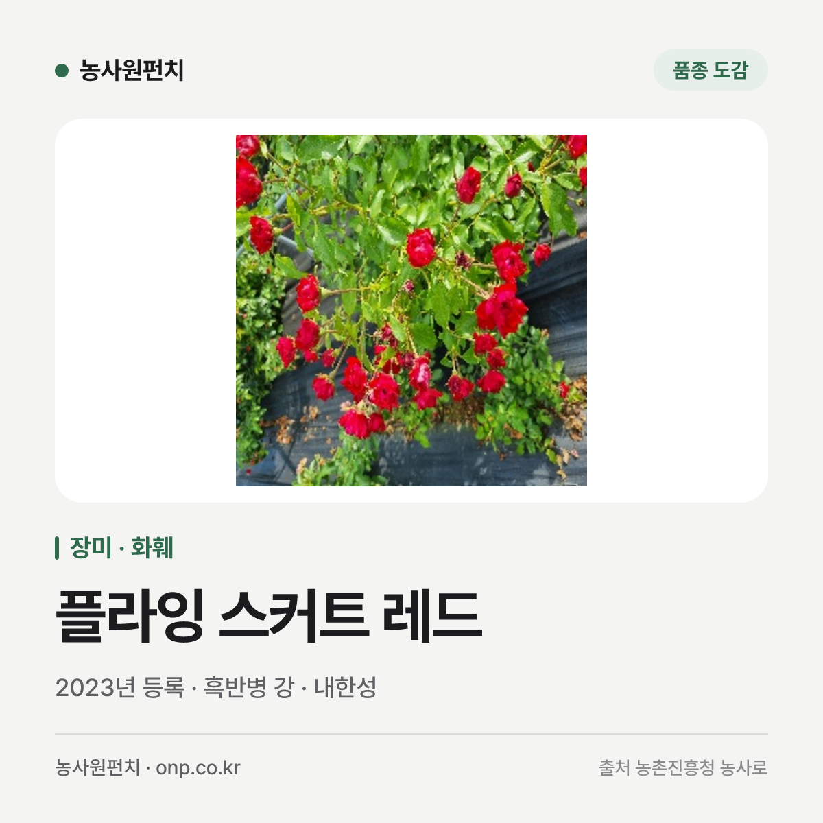 플라잉 스커트 레드