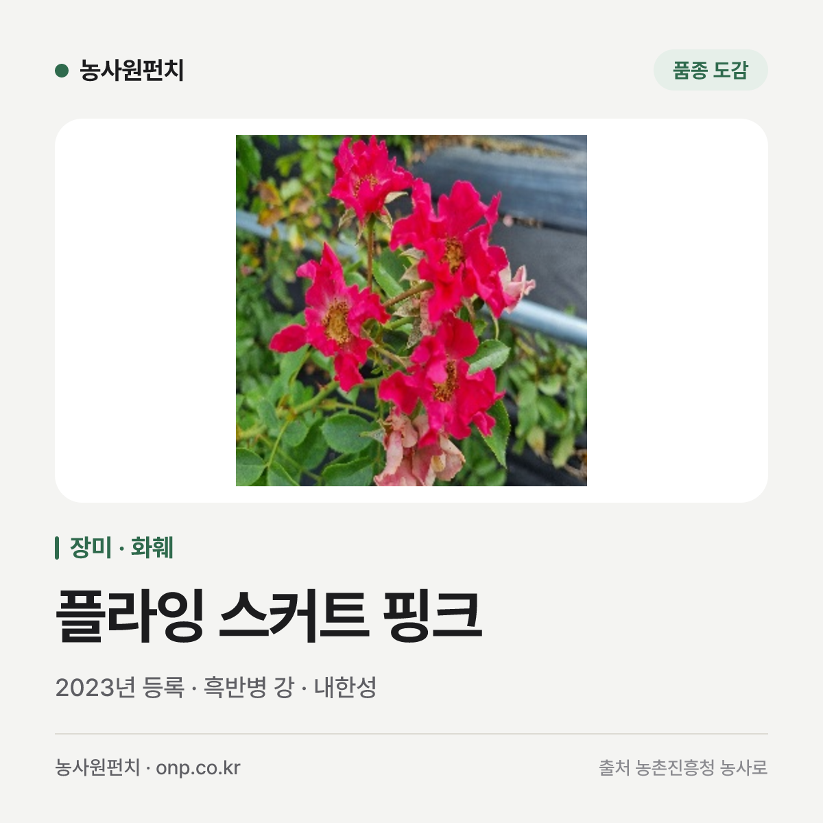 플라잉 스커트 핑크