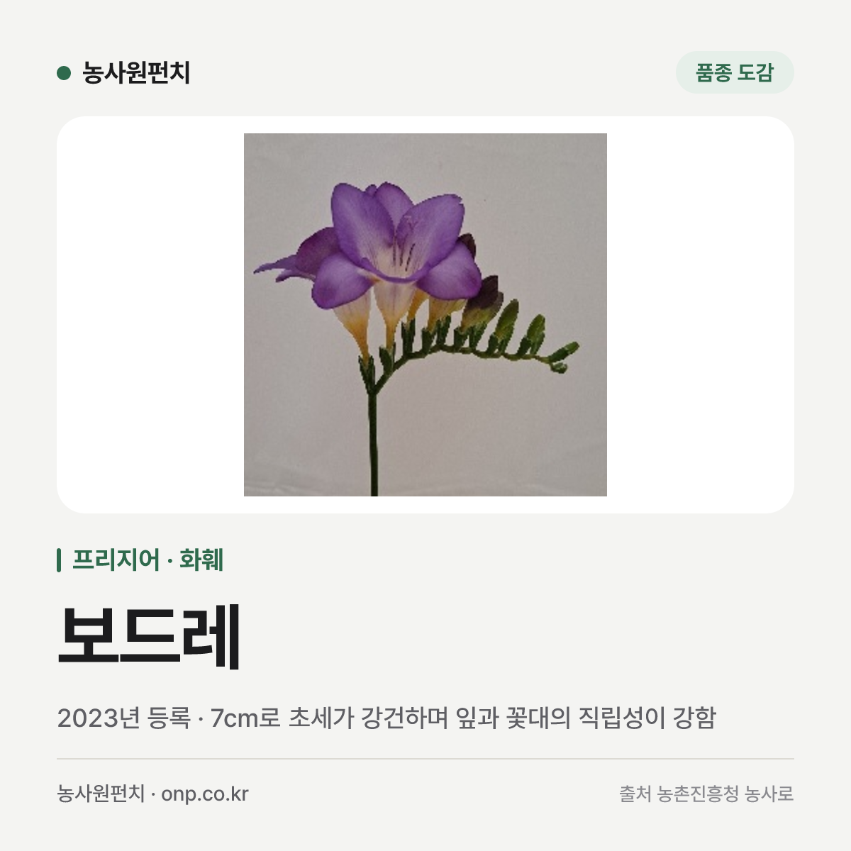 보드레