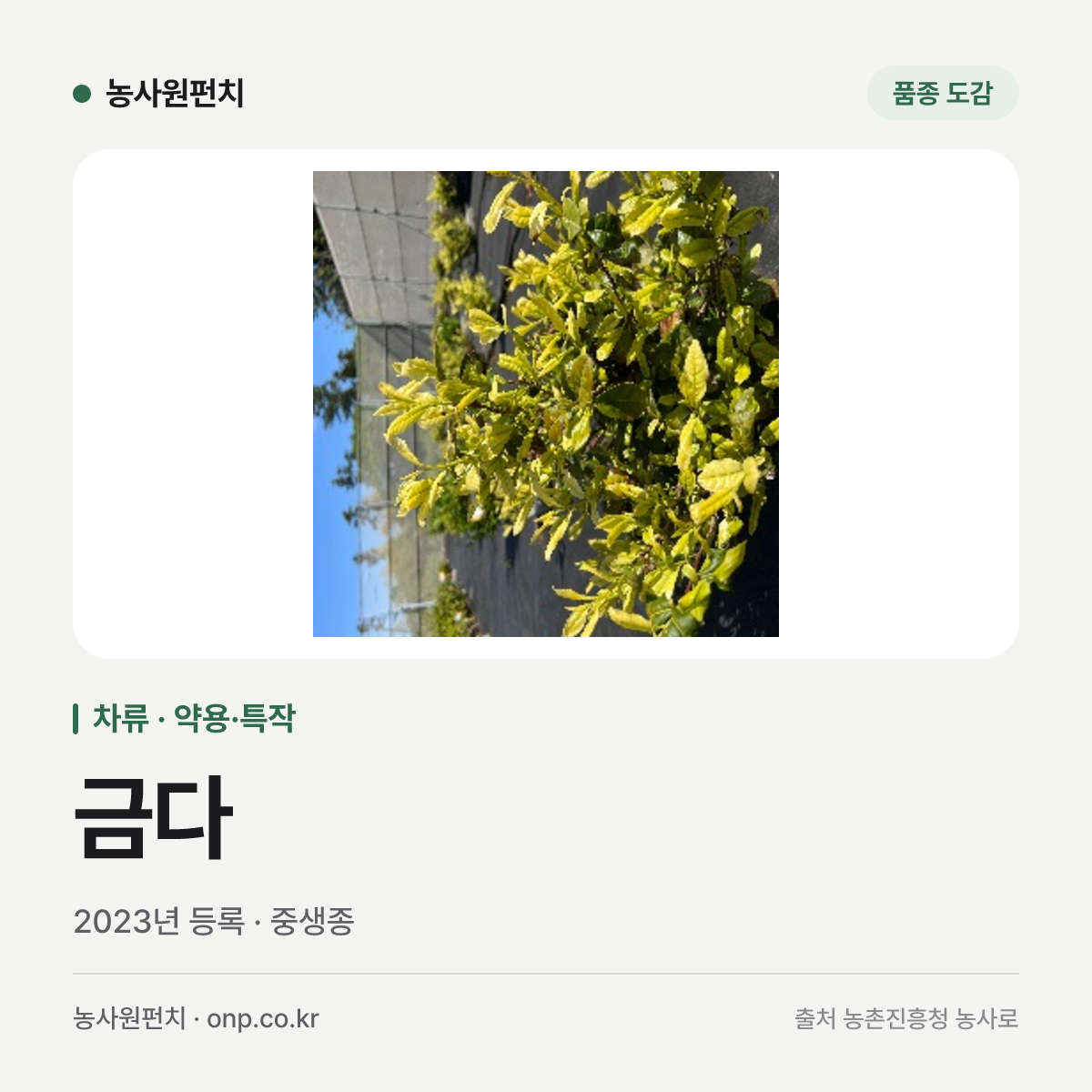 금다