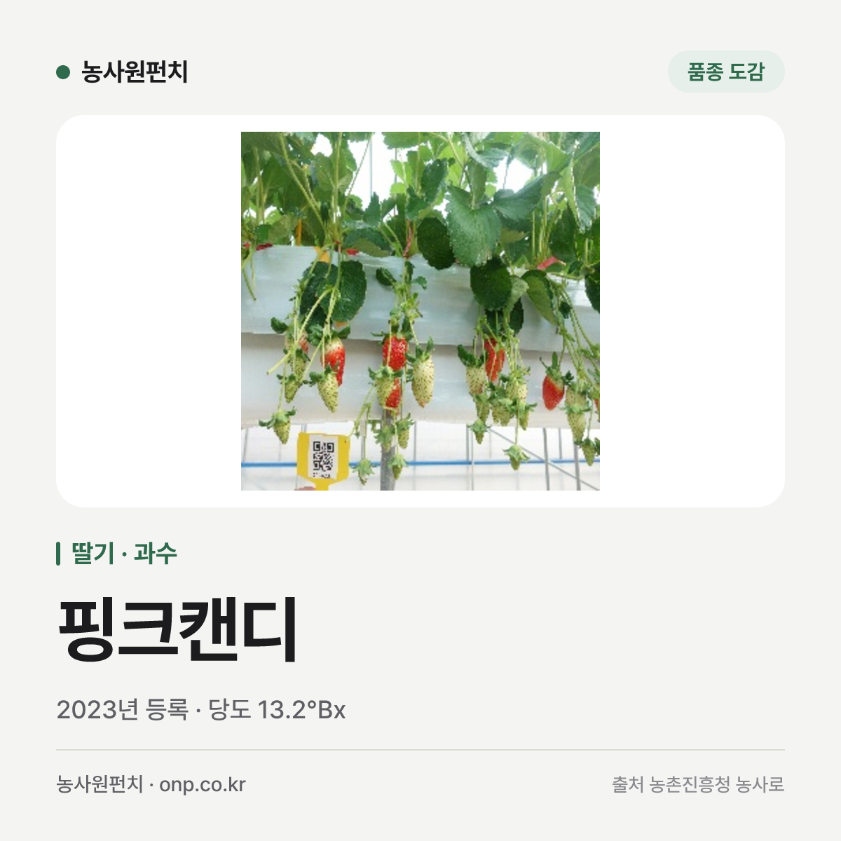 핑크캔디