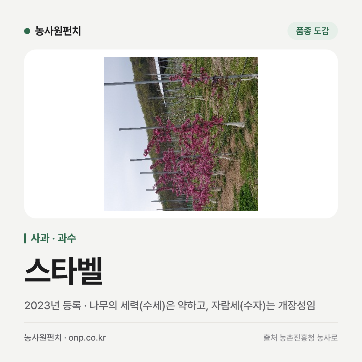 스타벨