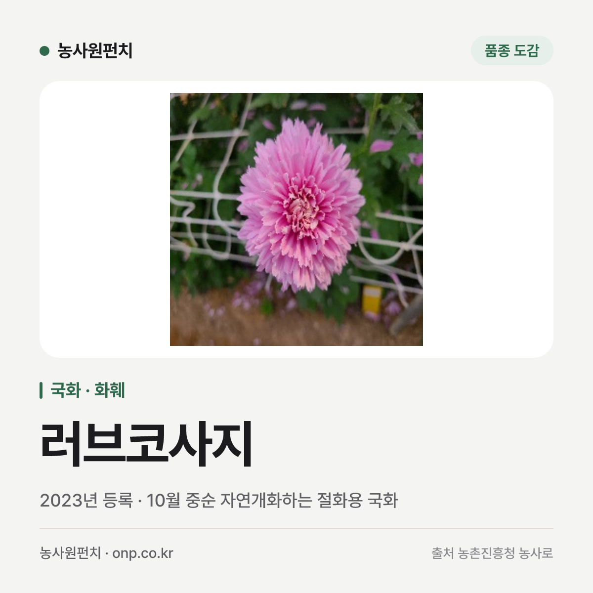 러브코사지