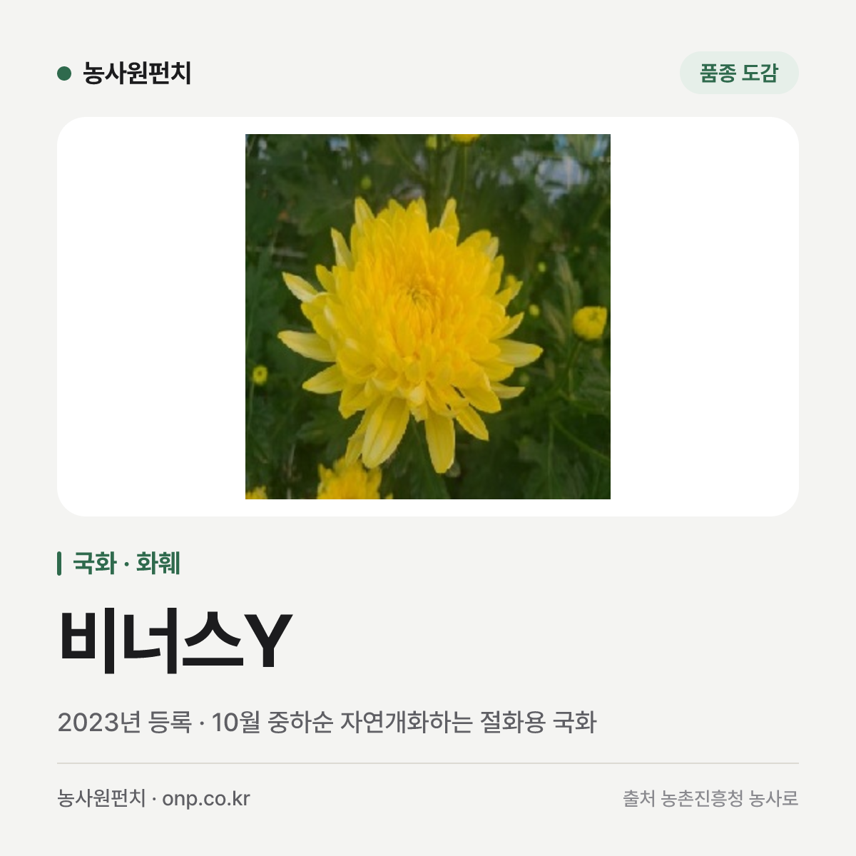 비너스Y