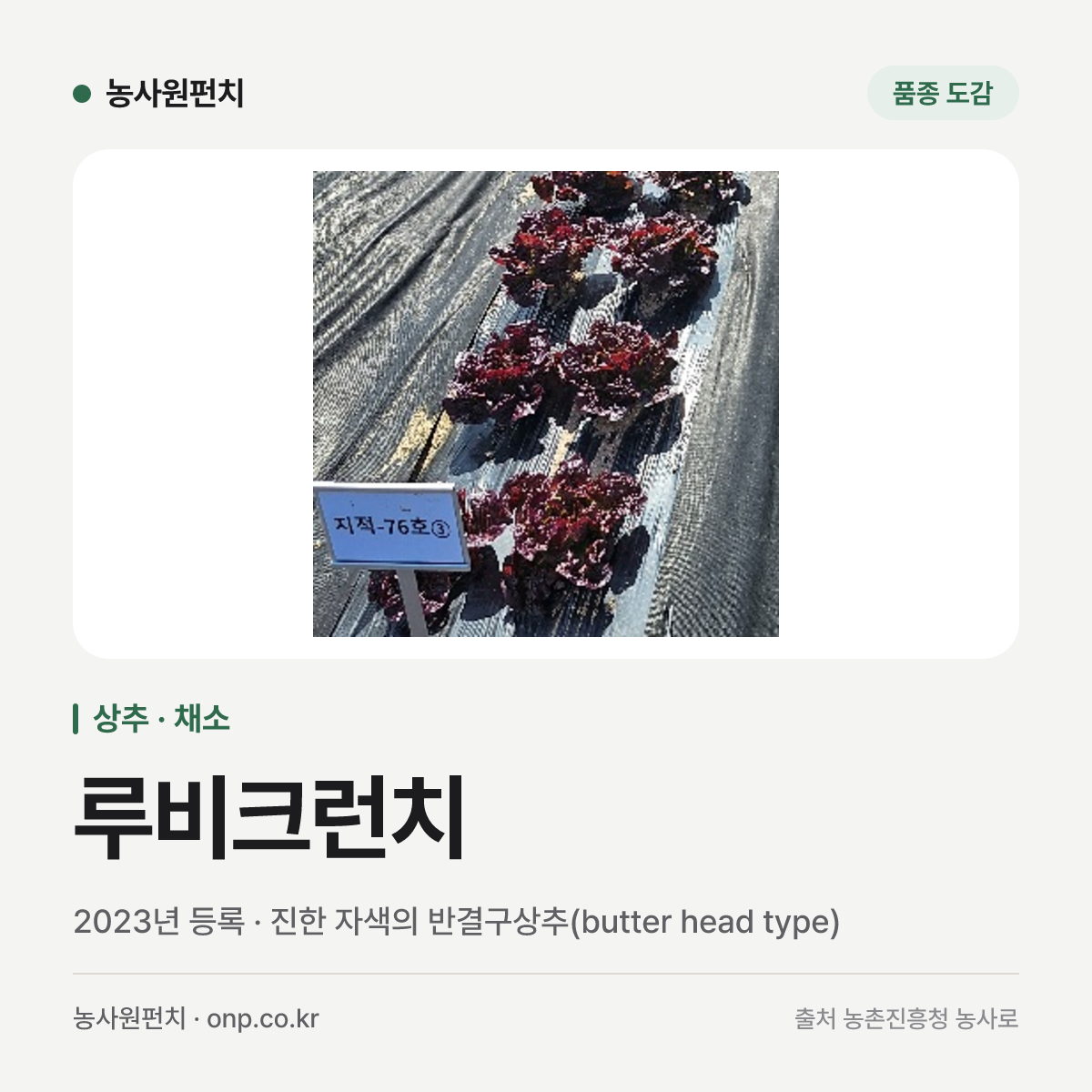 루비크런치