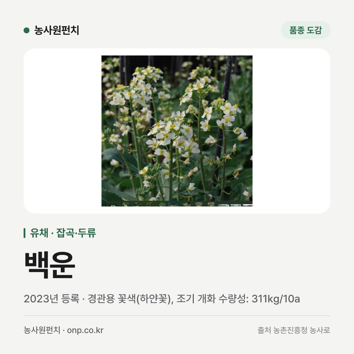백운