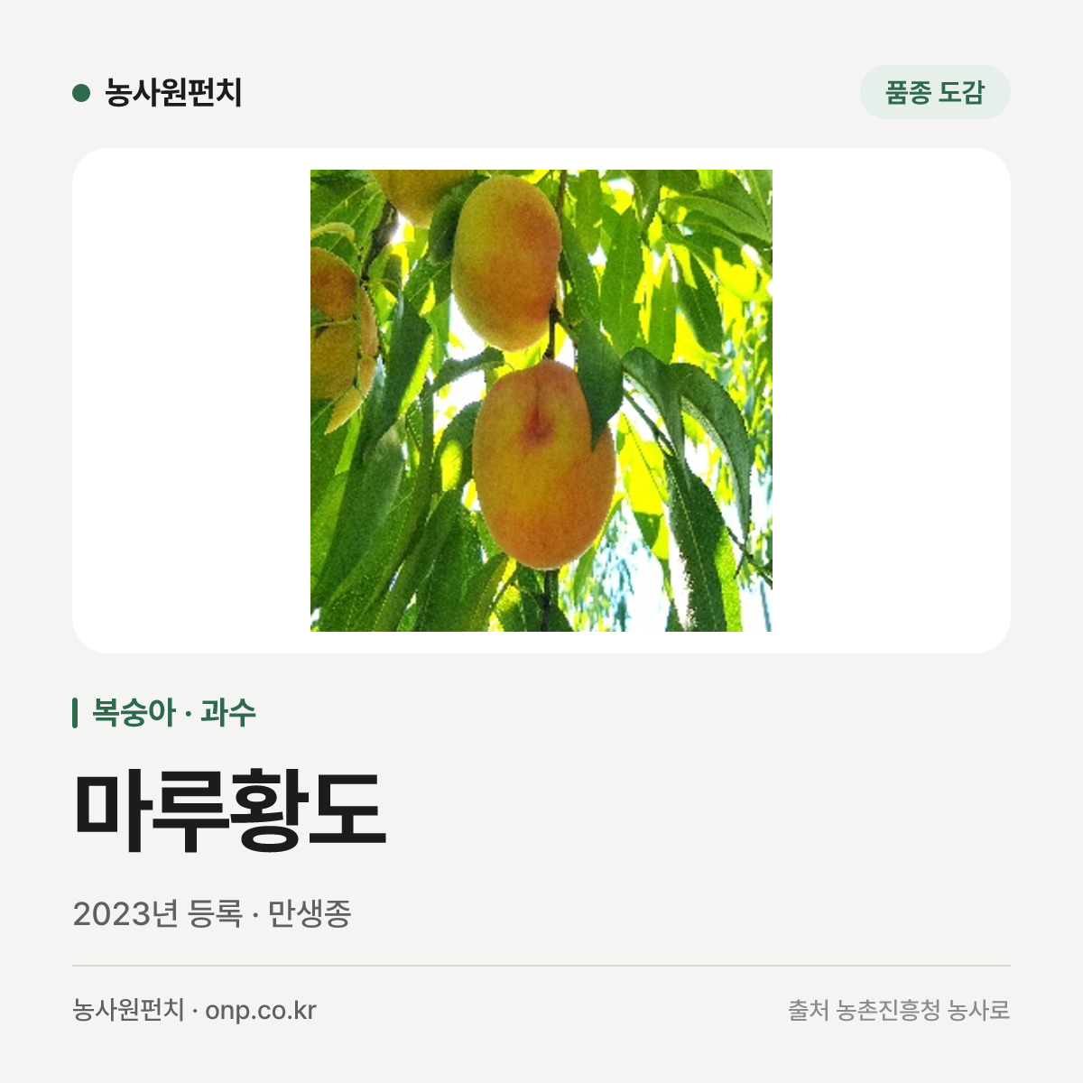 마루황도