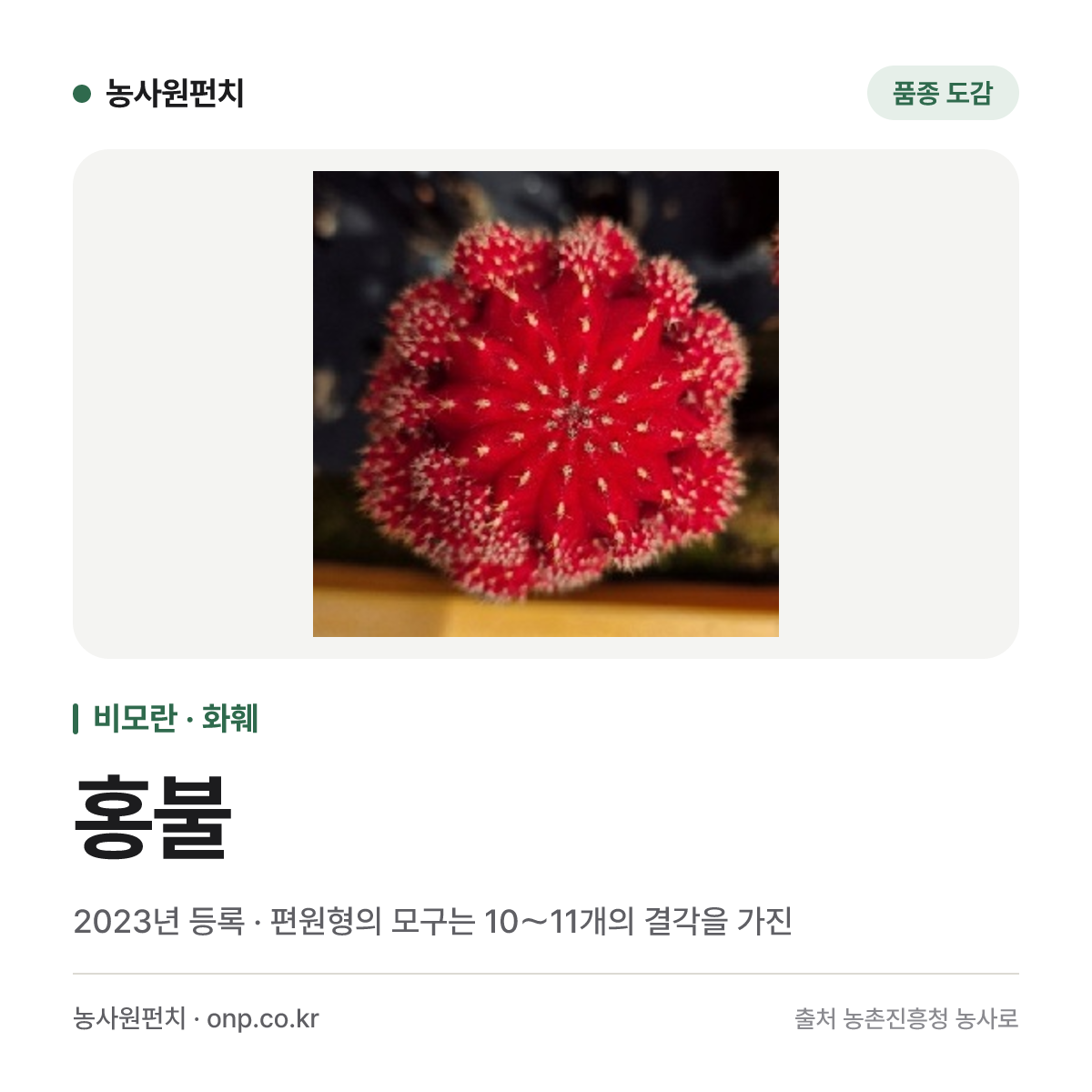 홍불