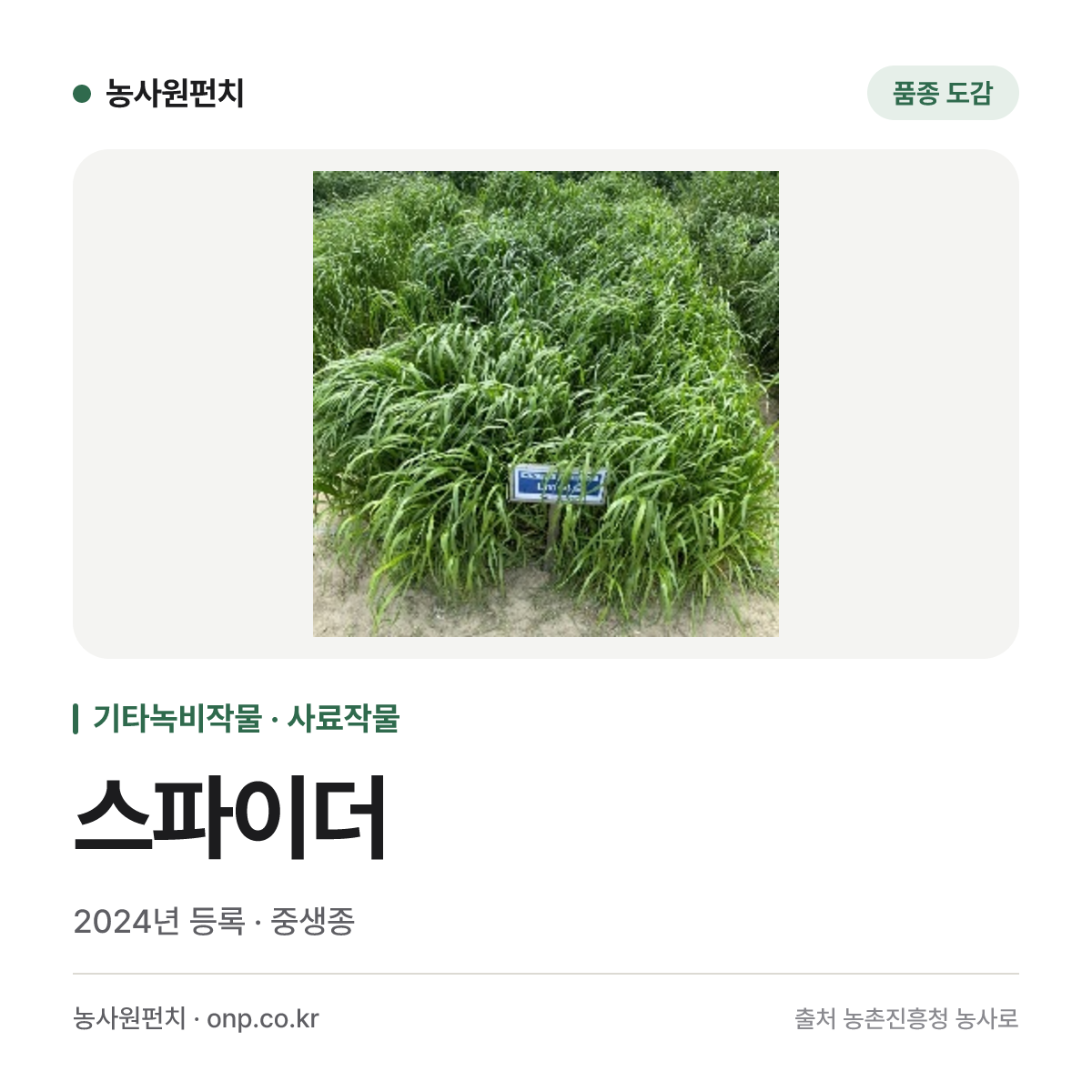 스파이더