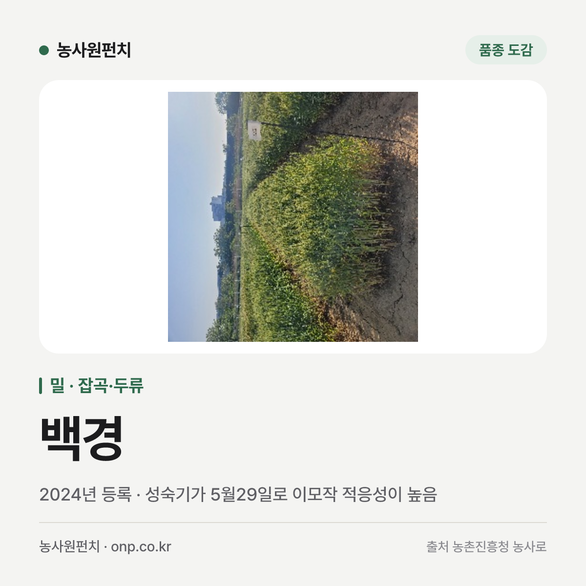 백경