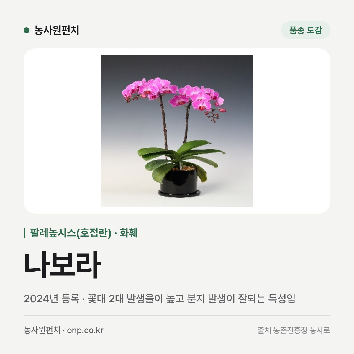 나보라
